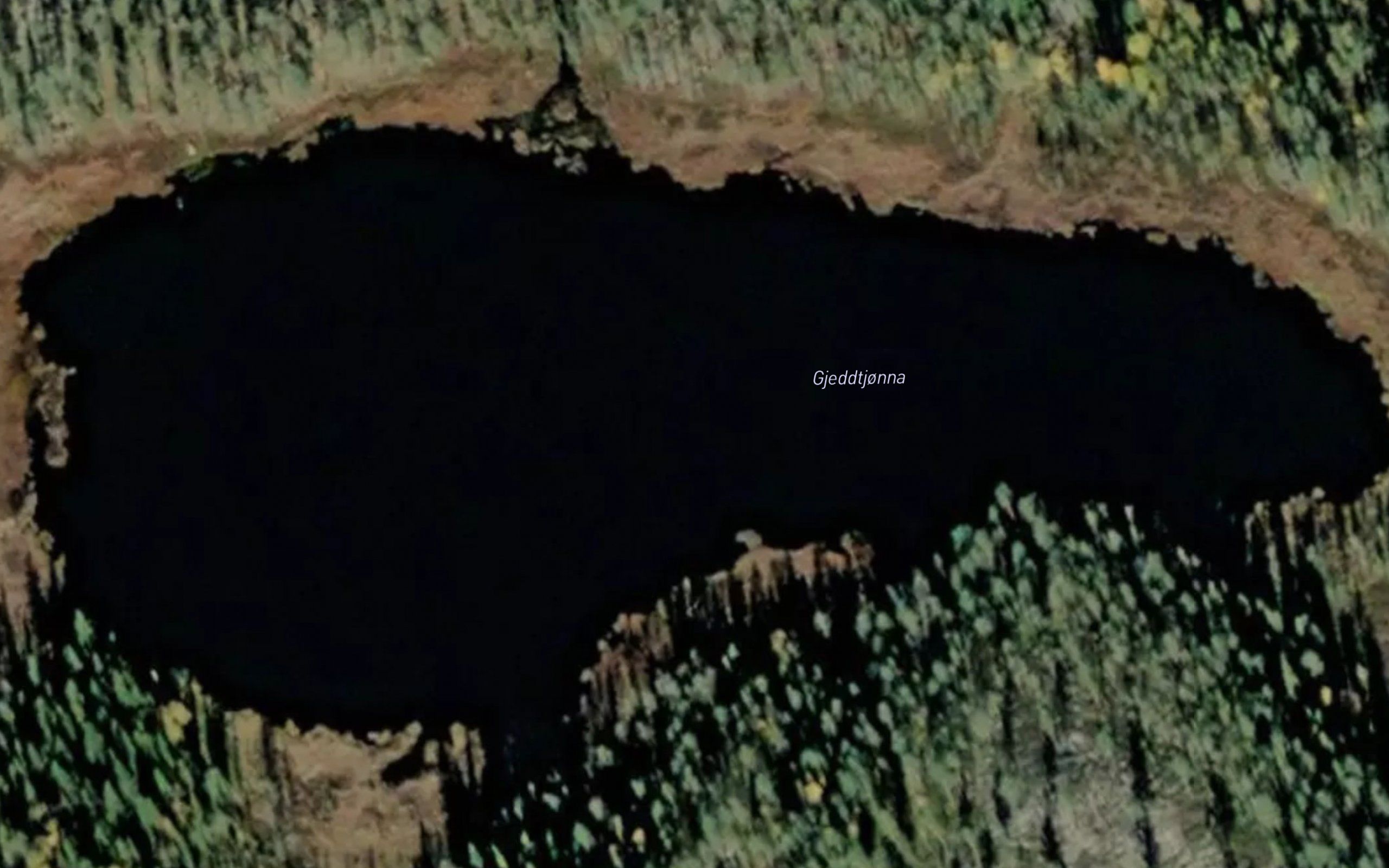 Gjeddtjorn