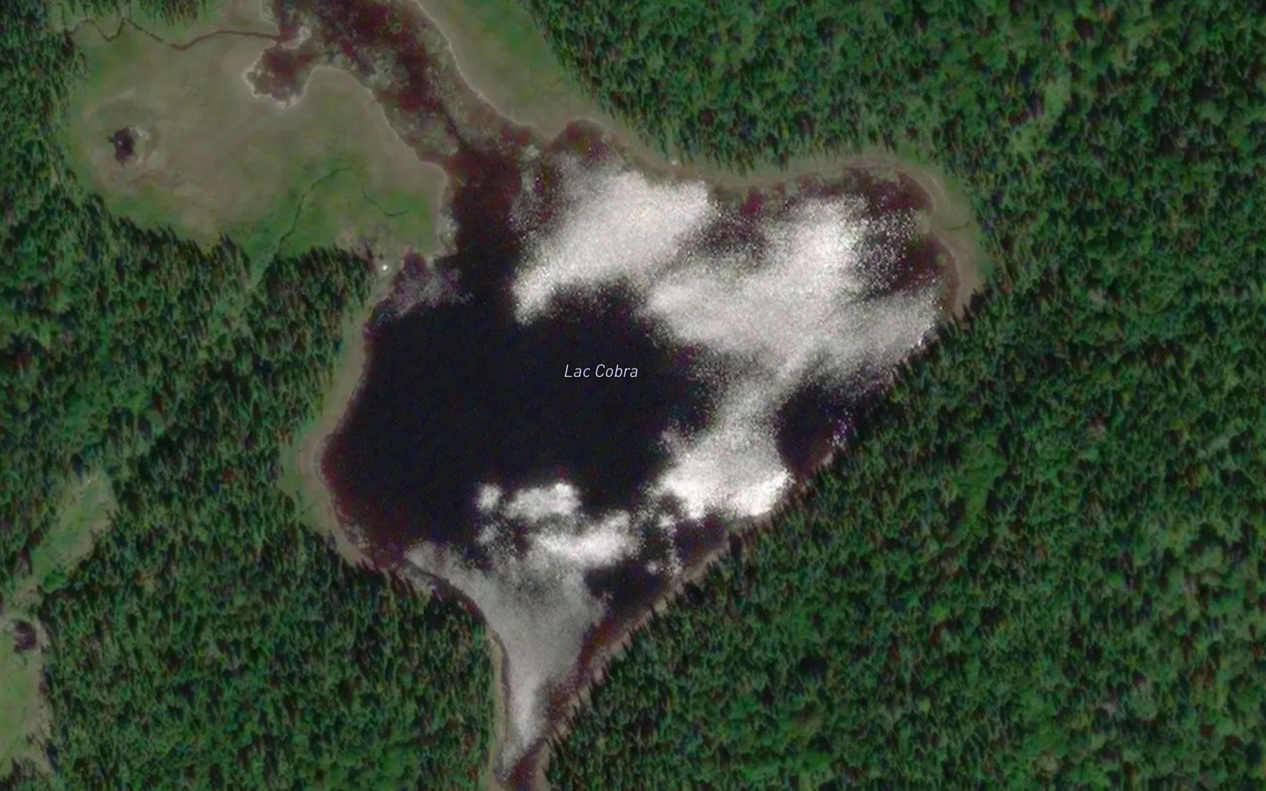 Lac Cobra