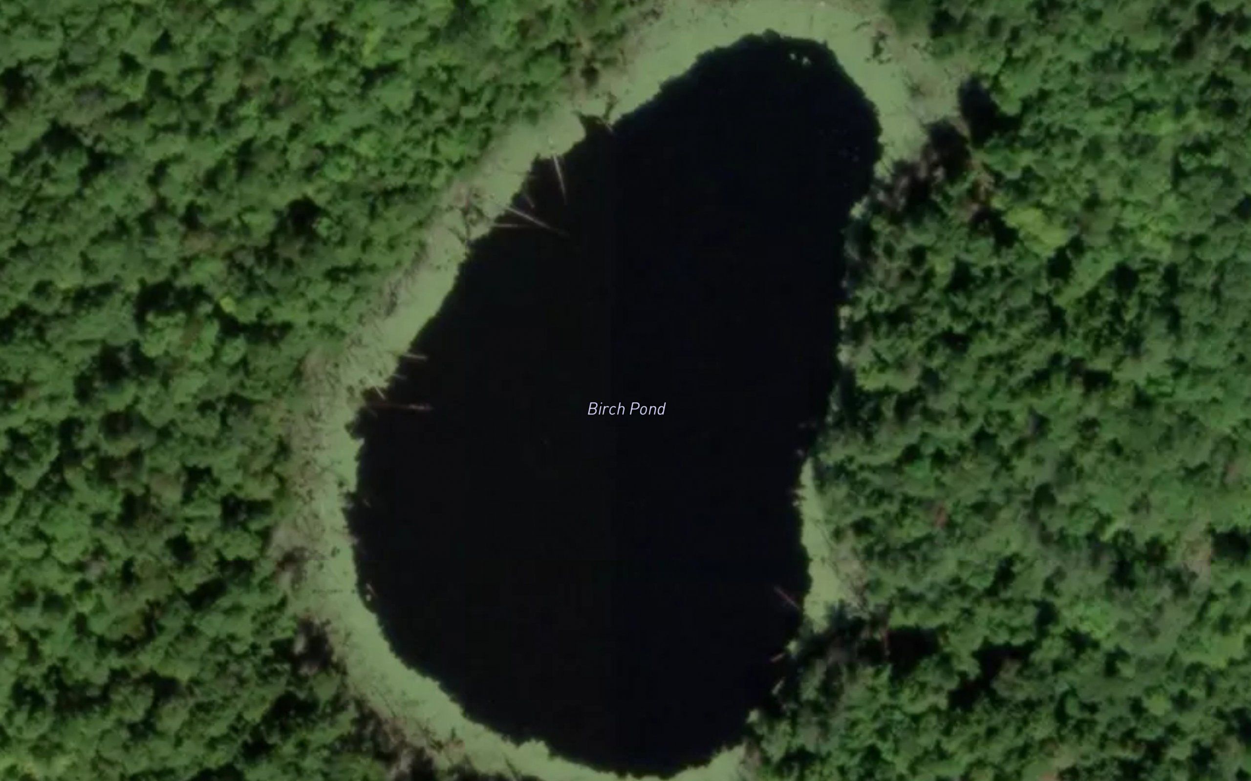 Birch Pond