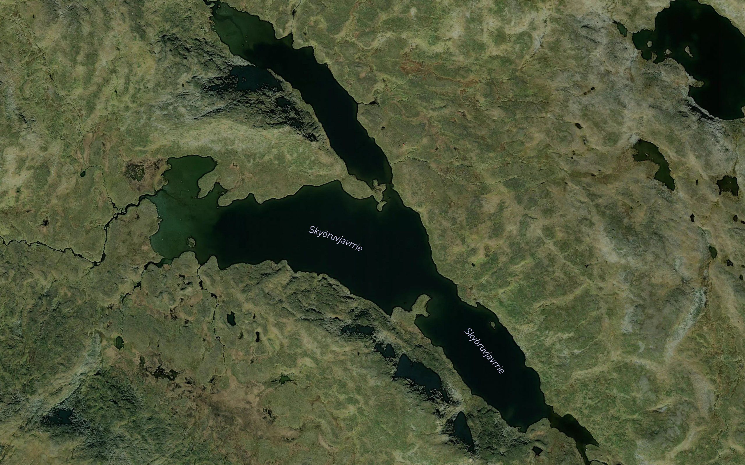 Skoruvjaure