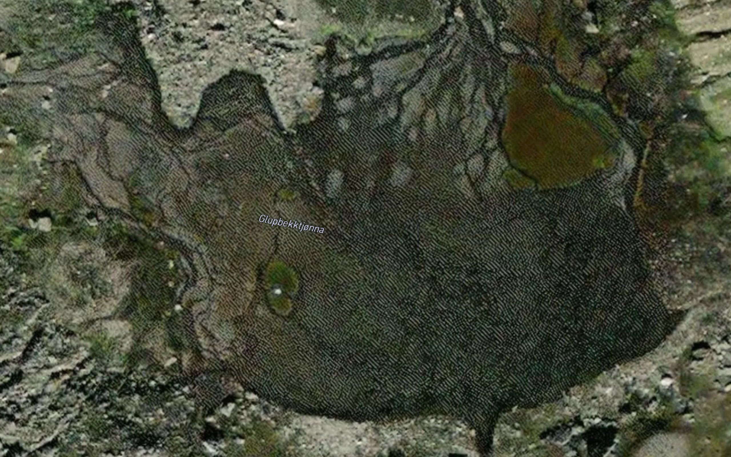 Glupbekktjorna