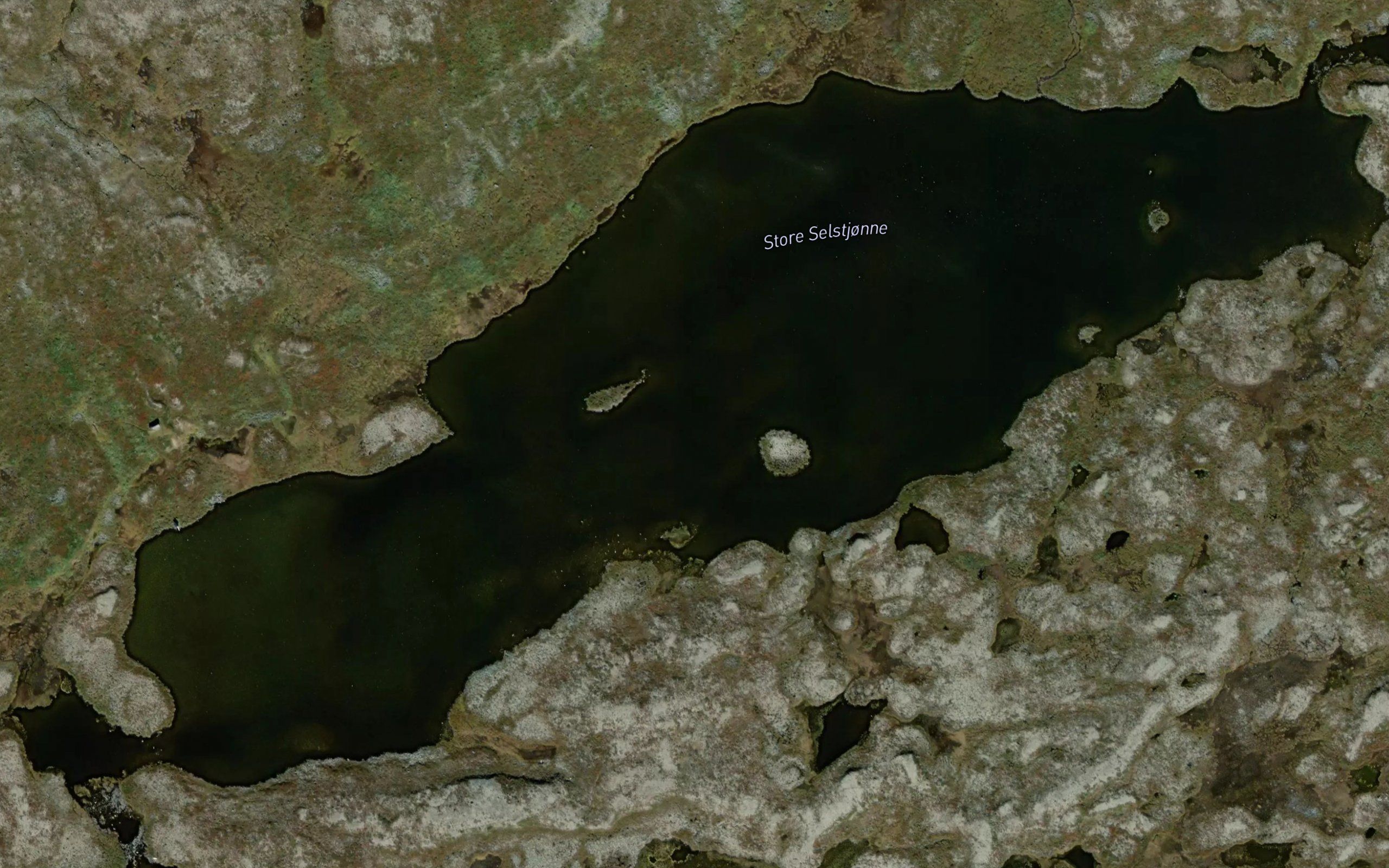 Selstjonne,store