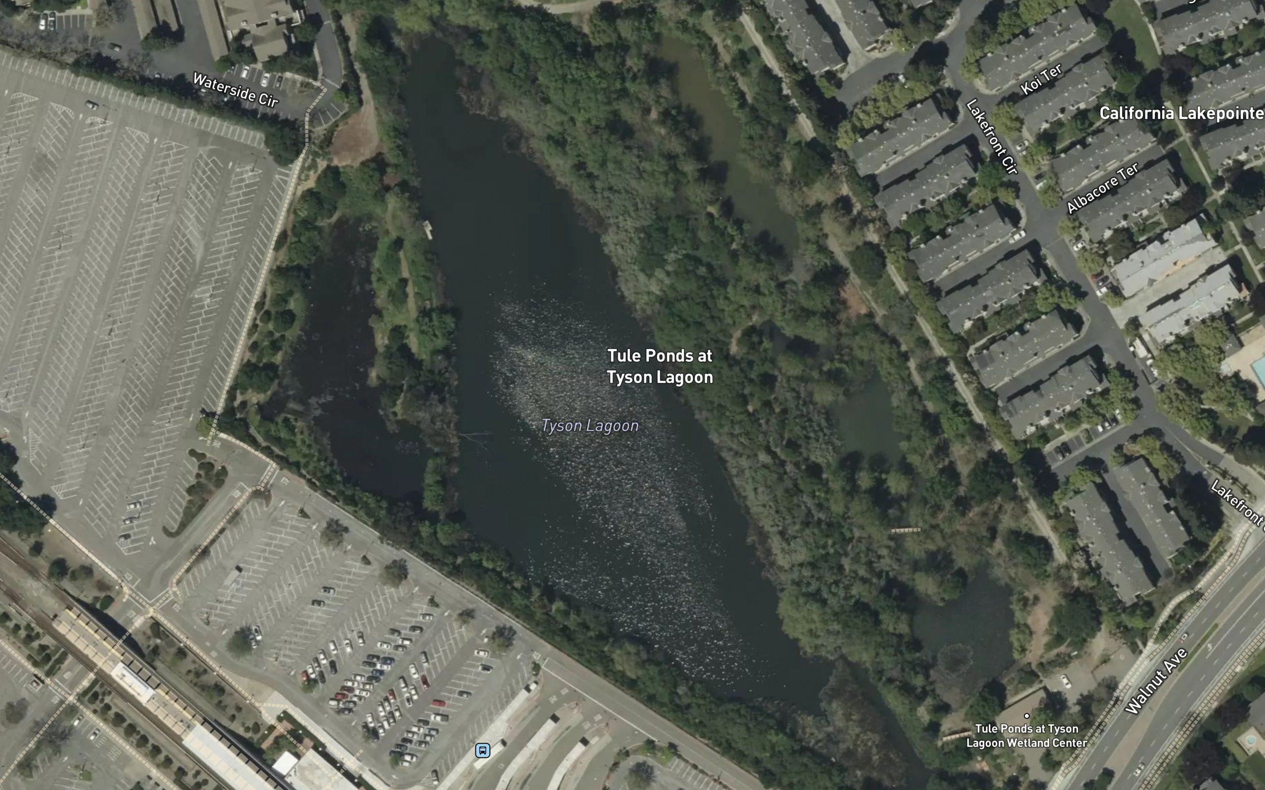 Tule Pond