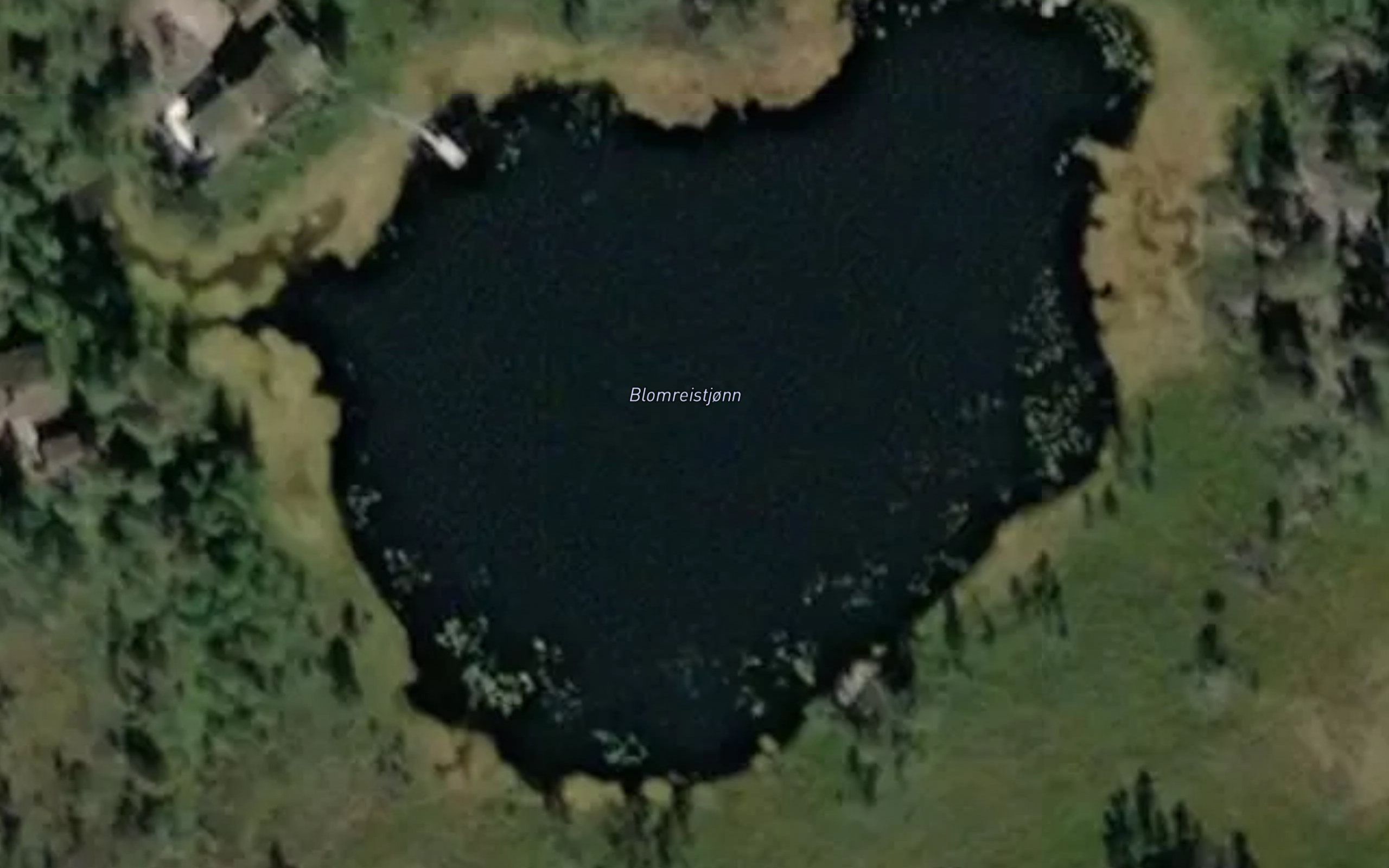 Blomrostjorna