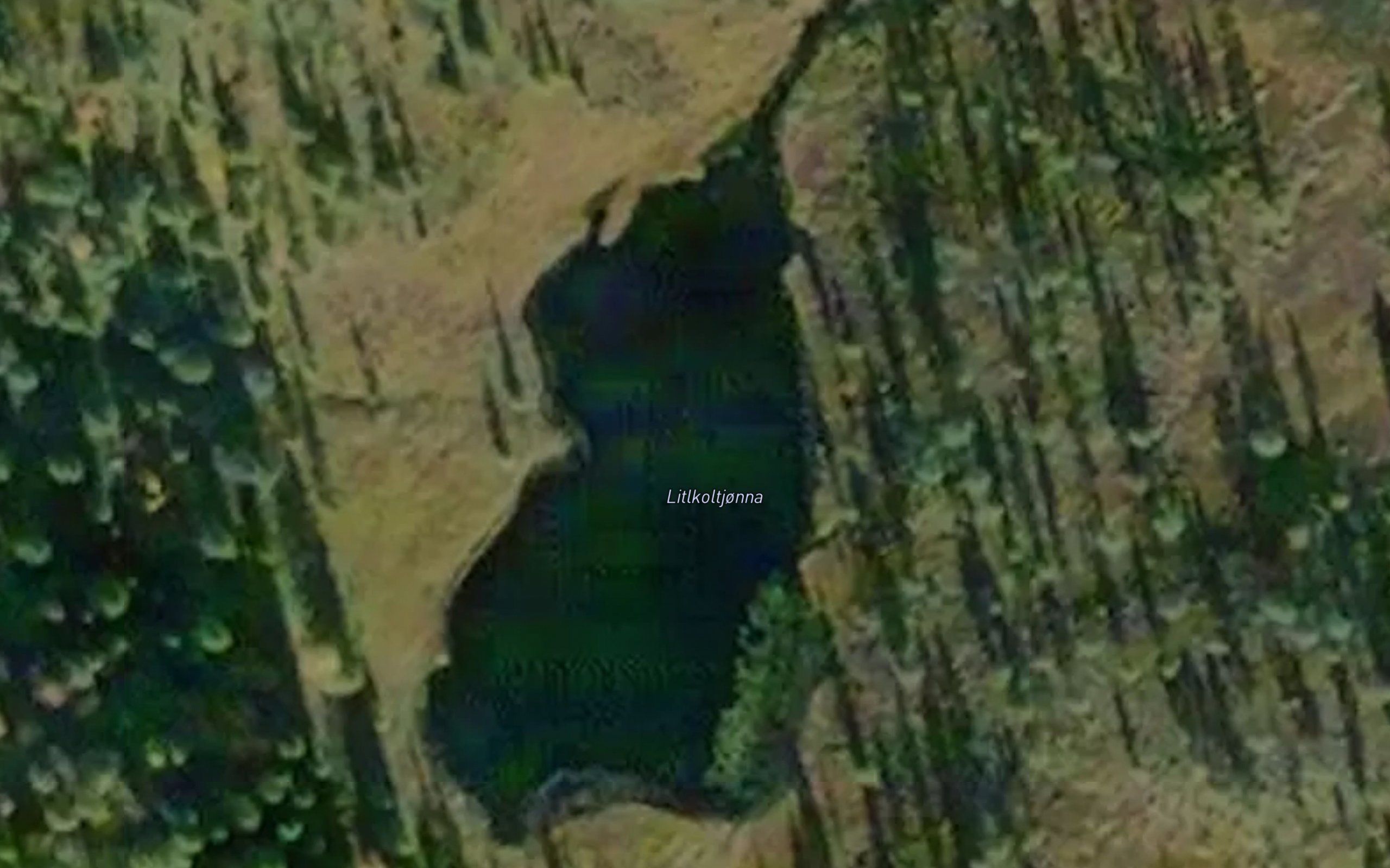 Koltjorna,l