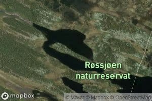 Steinbutjerni