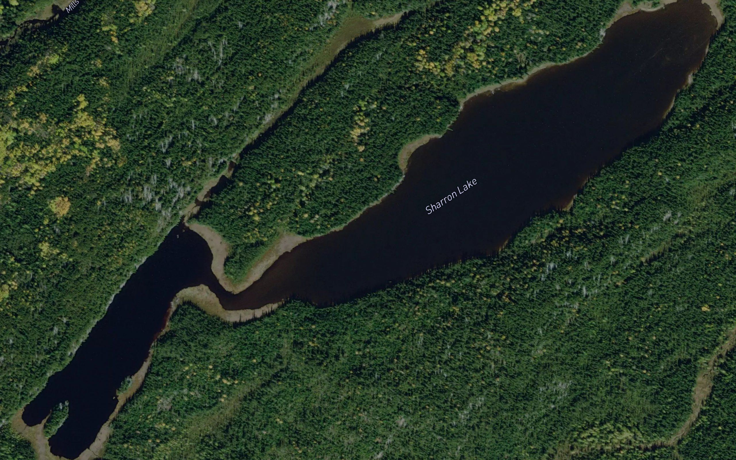 Sharron Lake