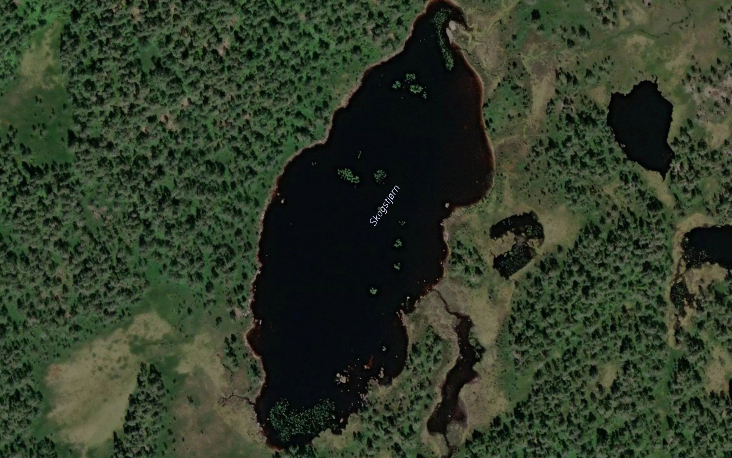 Skogstjorn