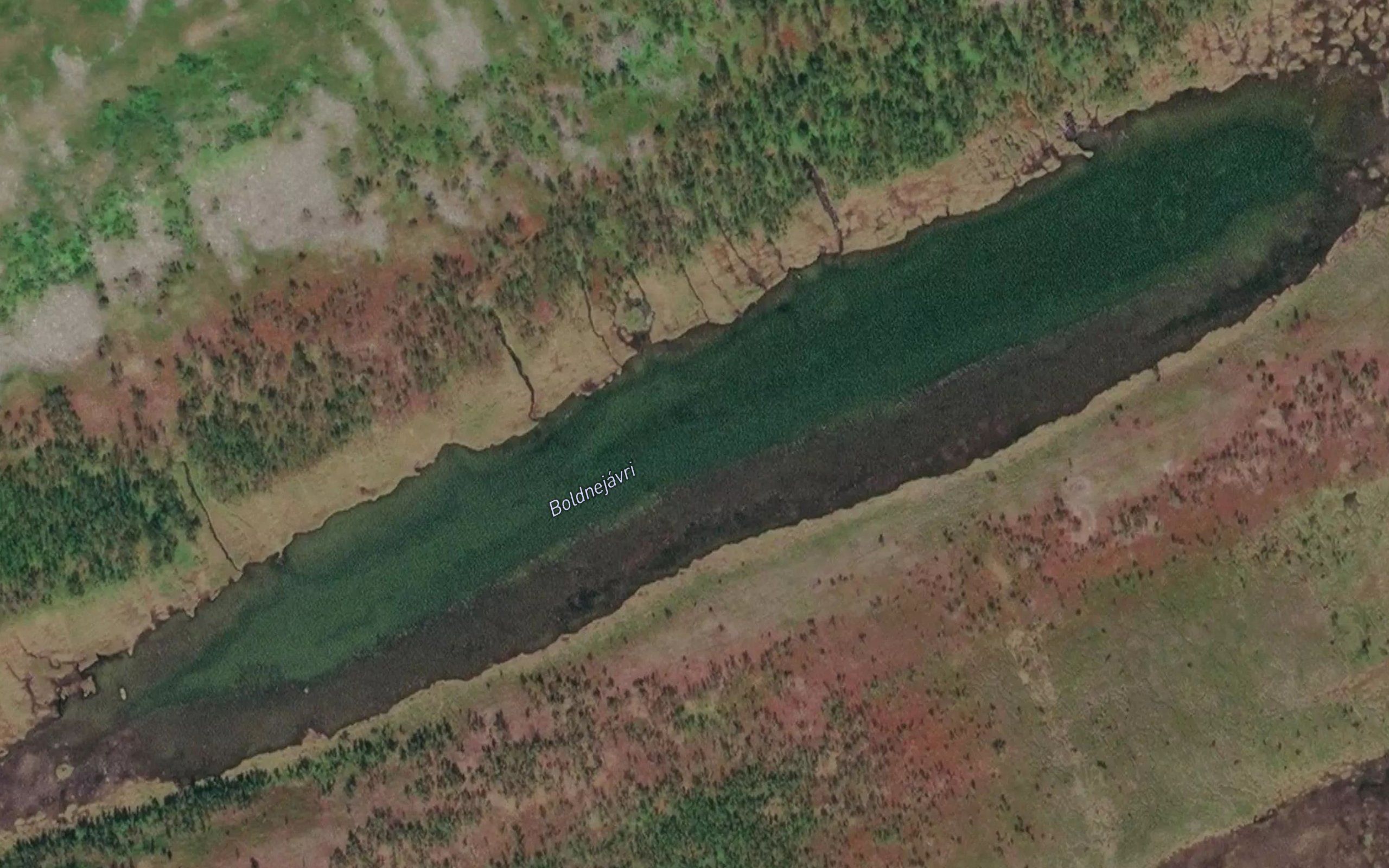 Baldnejavri