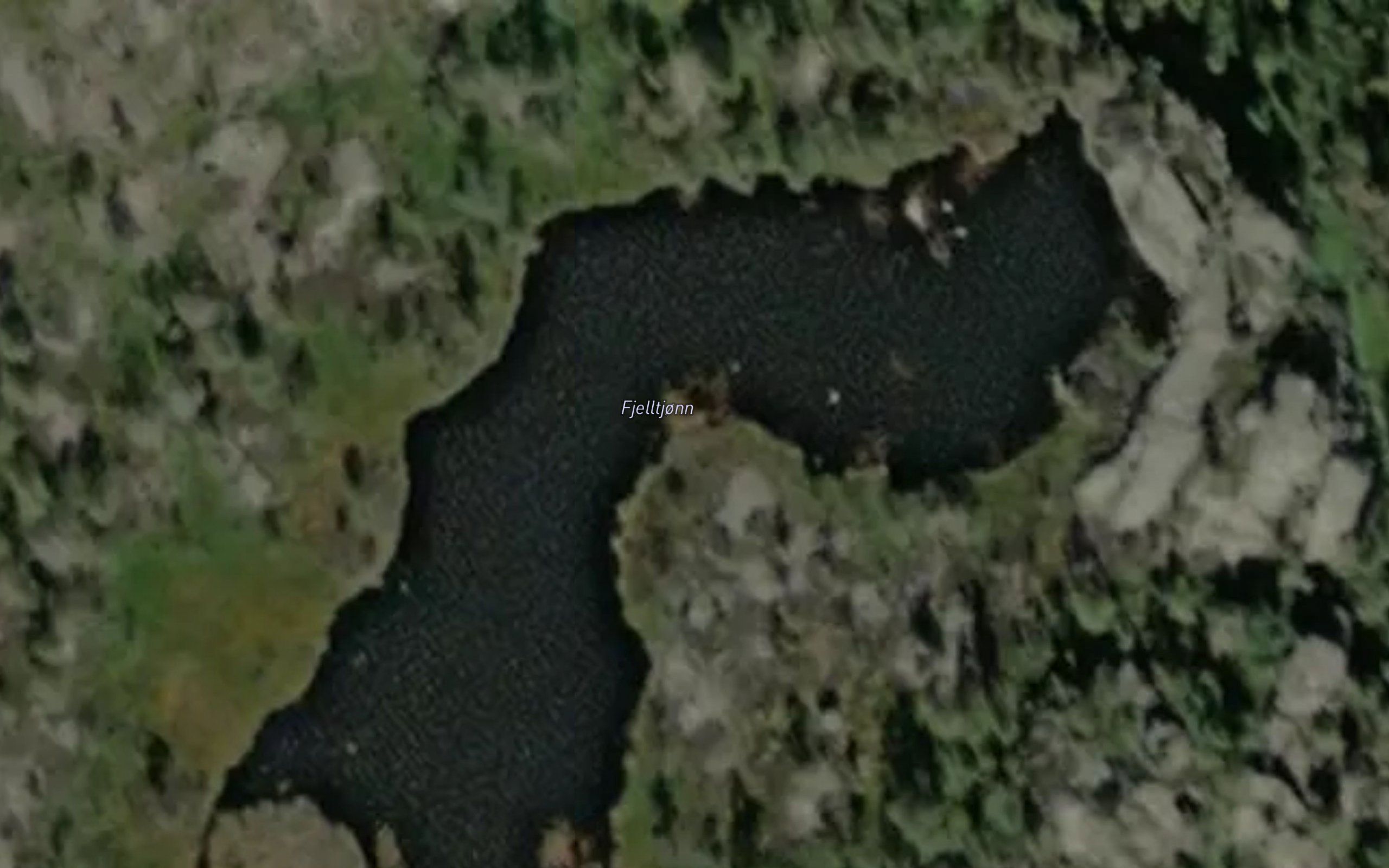 Fjelltjonn