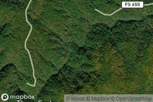 Stooping White Oak Branch