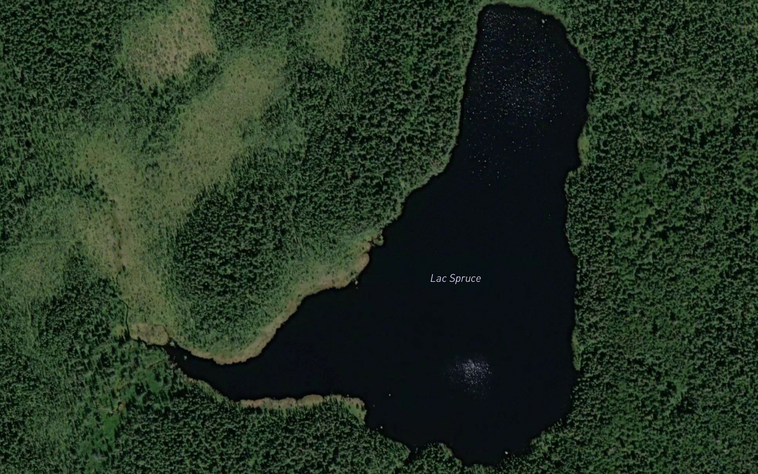 Lac Spruce