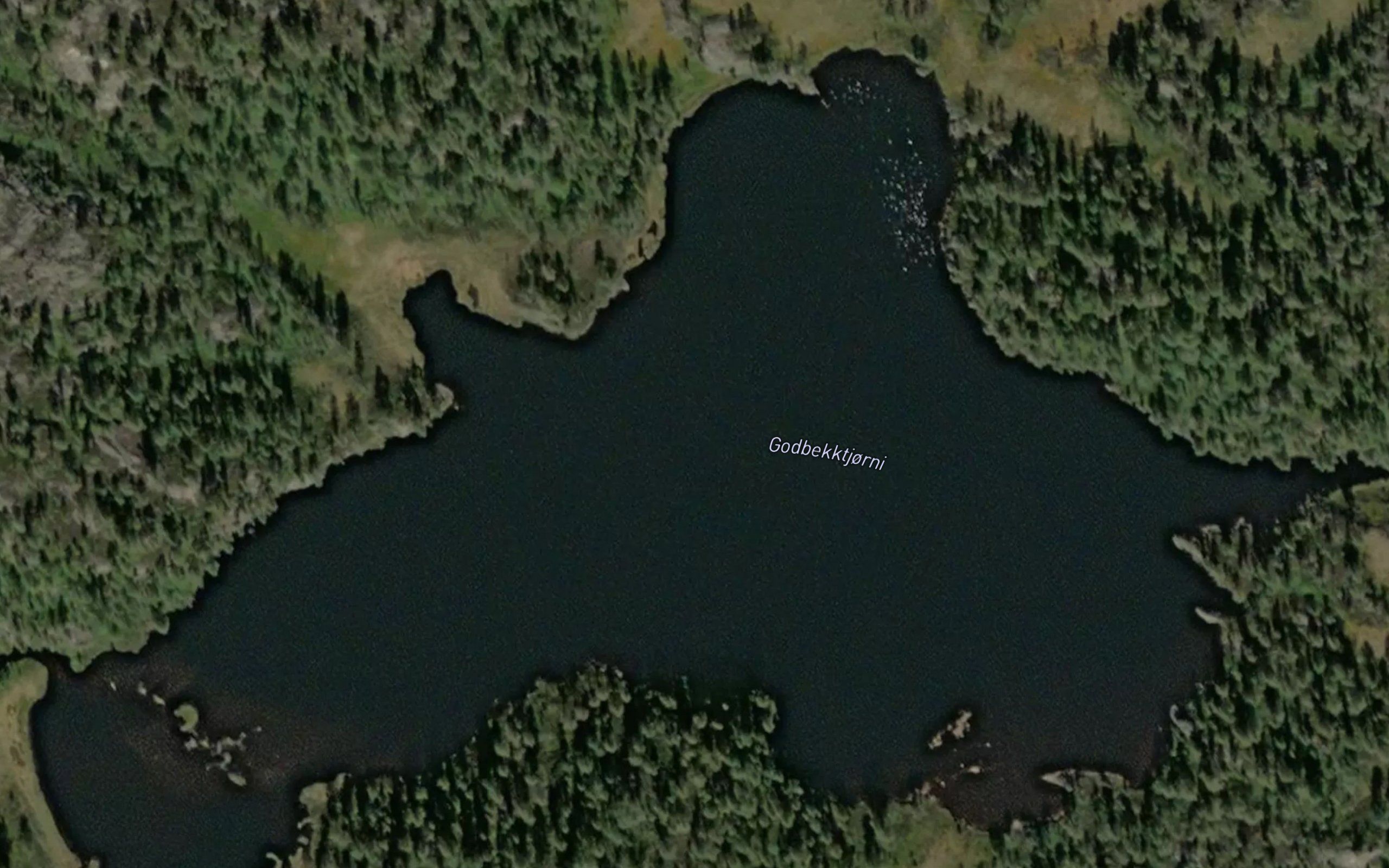 Godbekktjorni