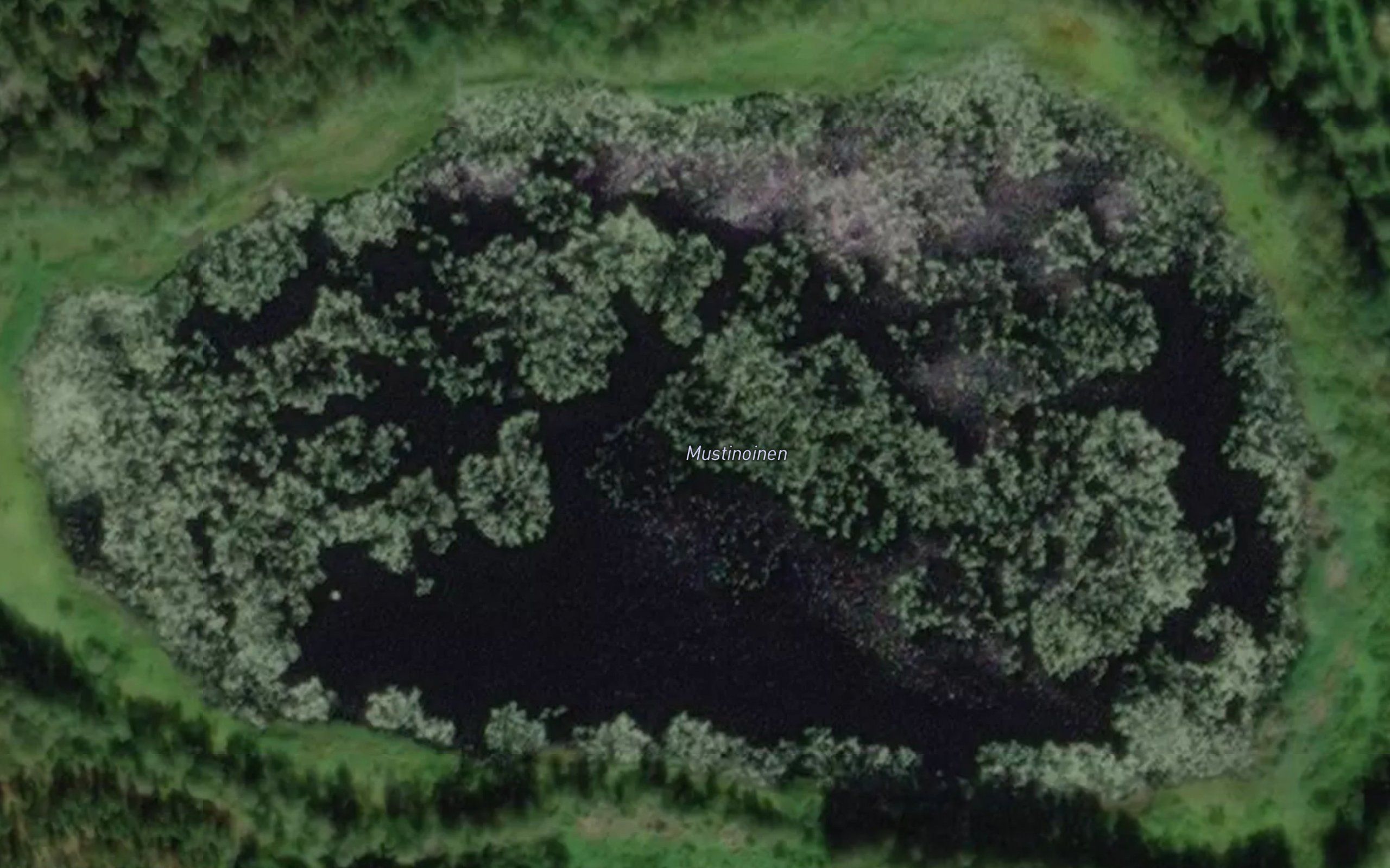 Mustinoinen