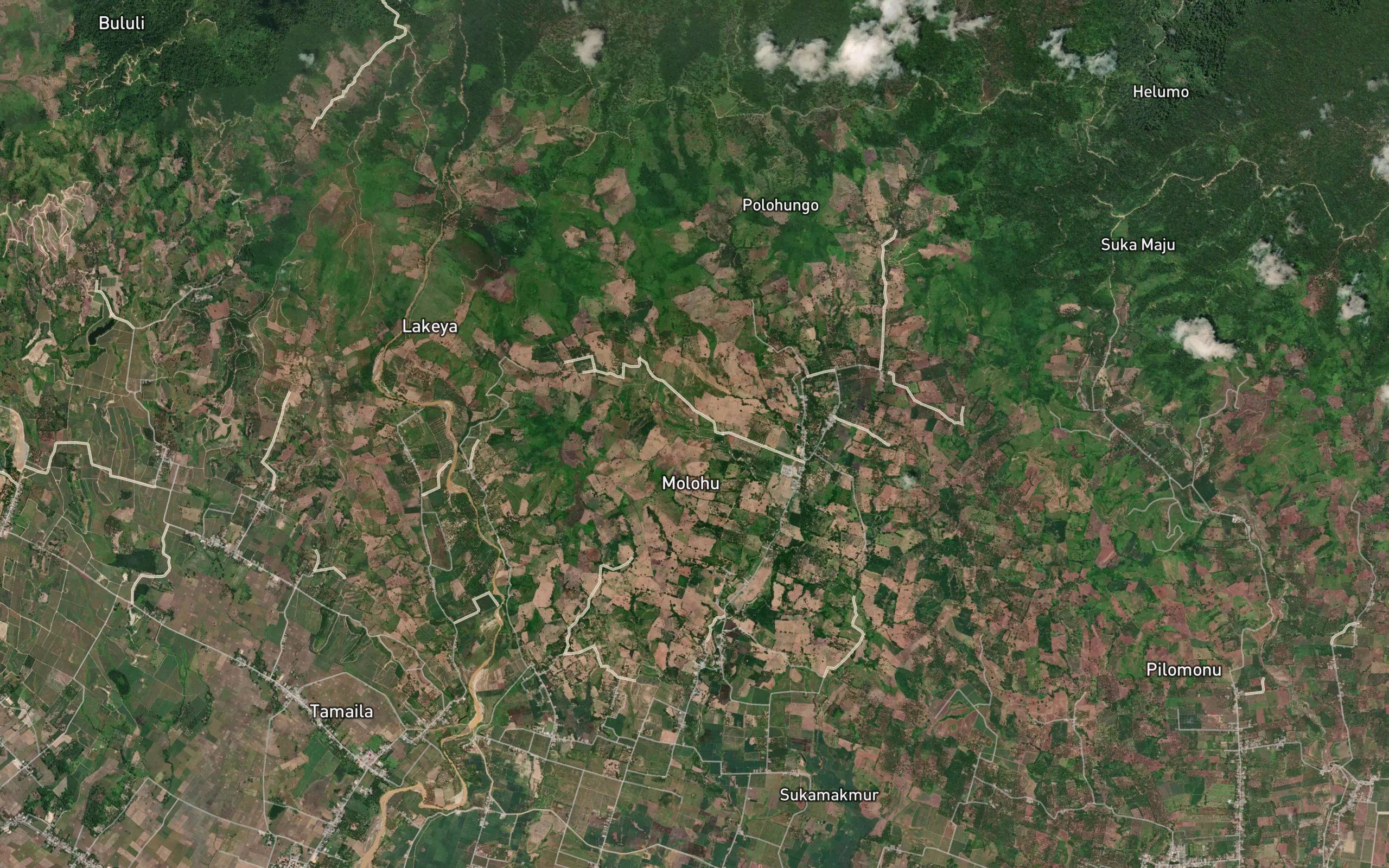 Dutula Polontunga