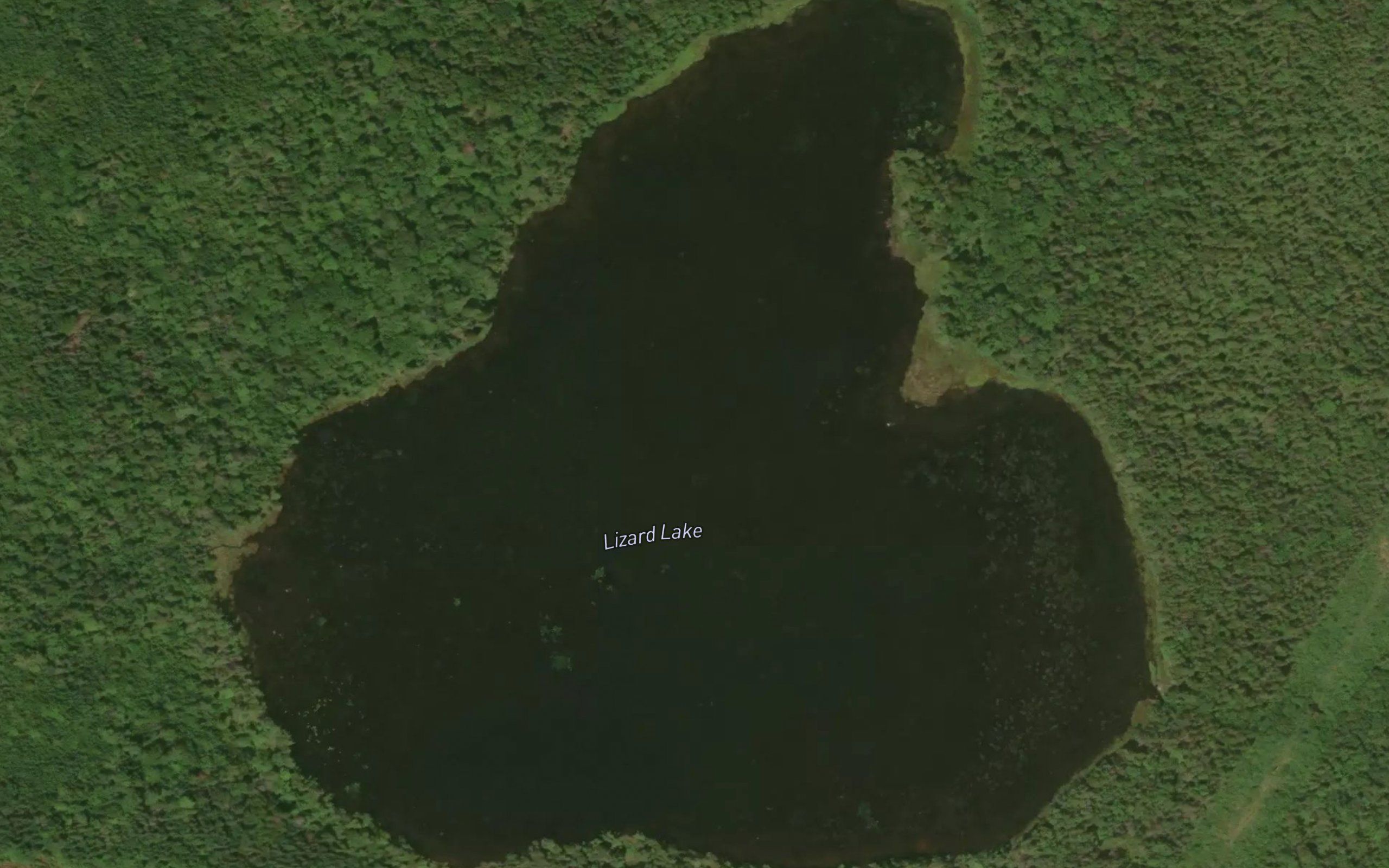 Lizard Lake