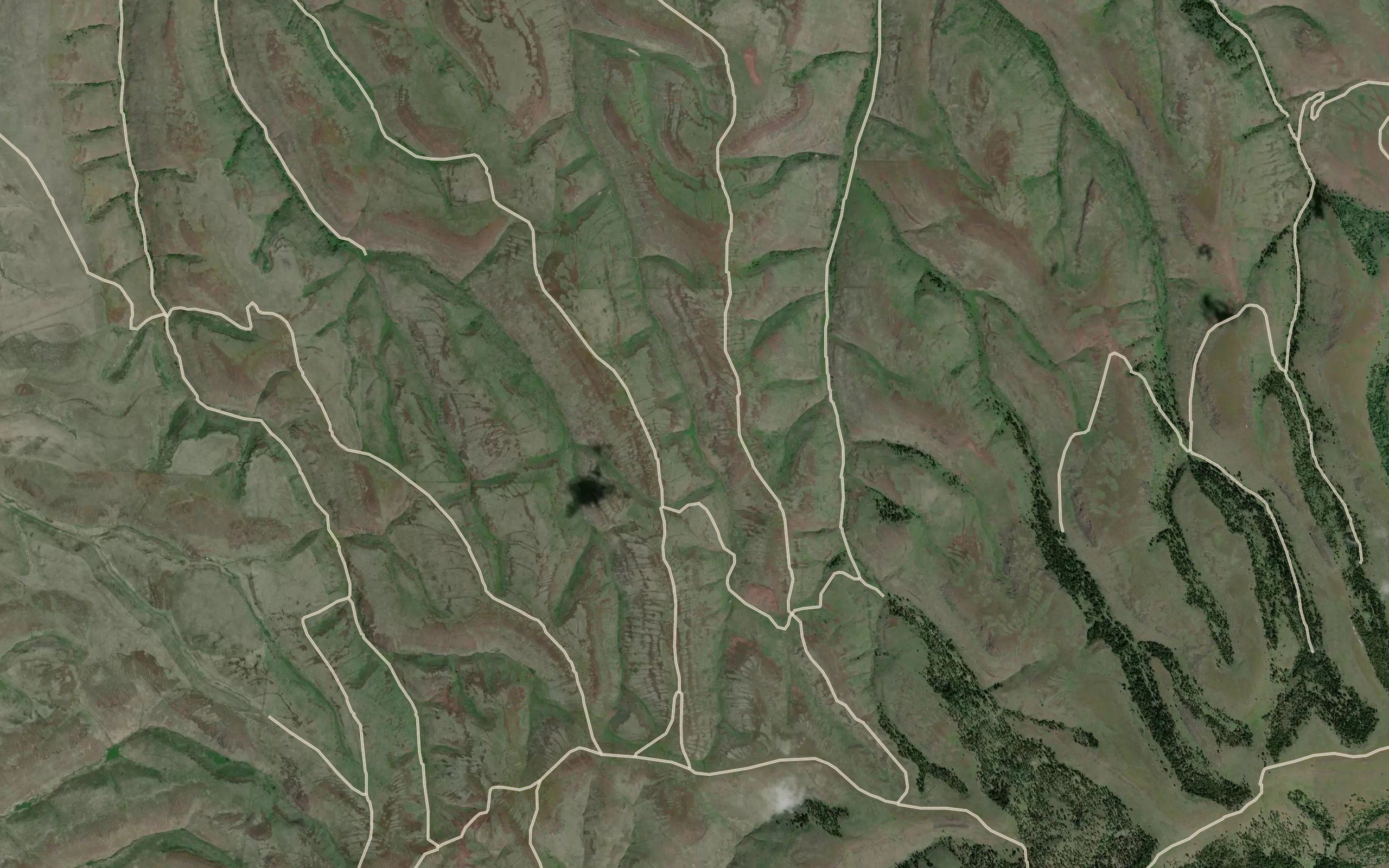 Smith Birch Spring