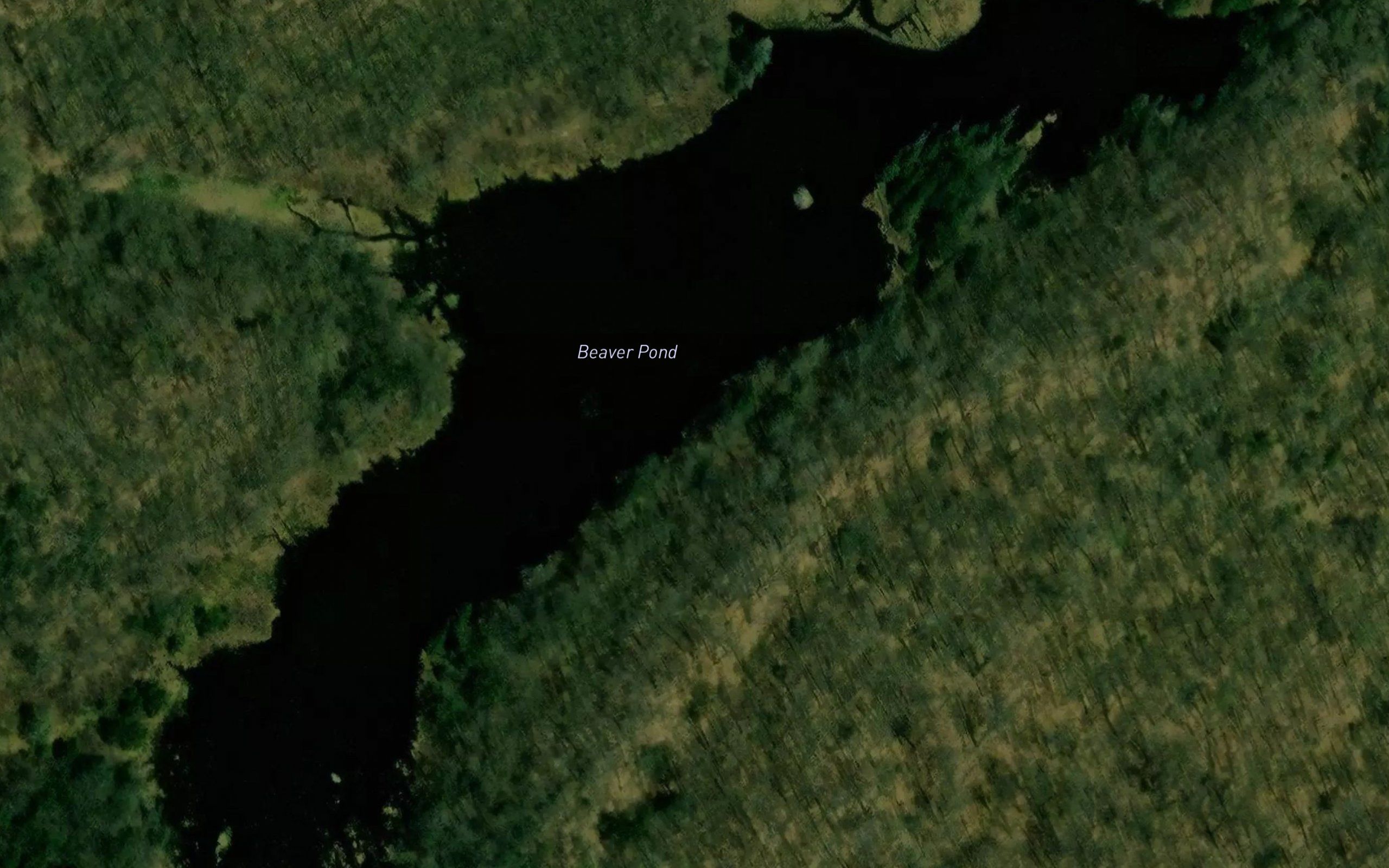 Beaver Pond