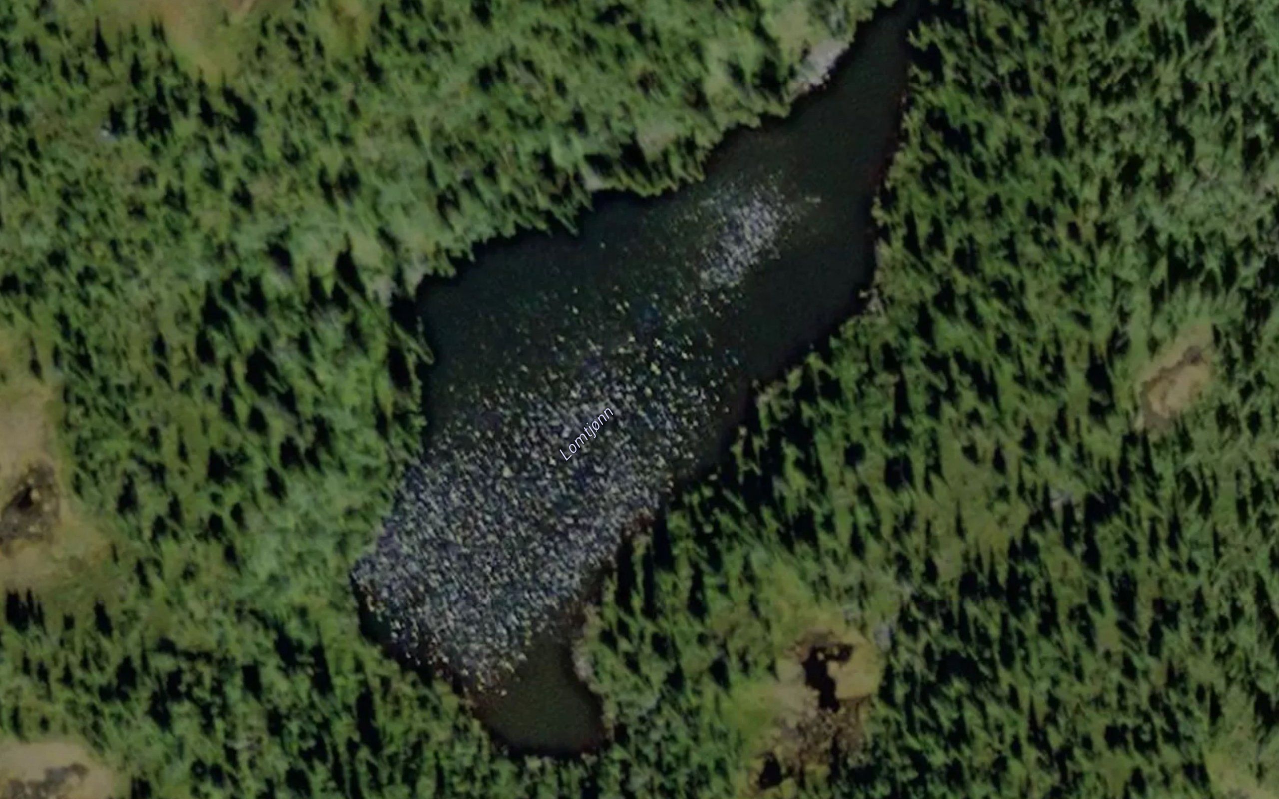 Lomtjorn