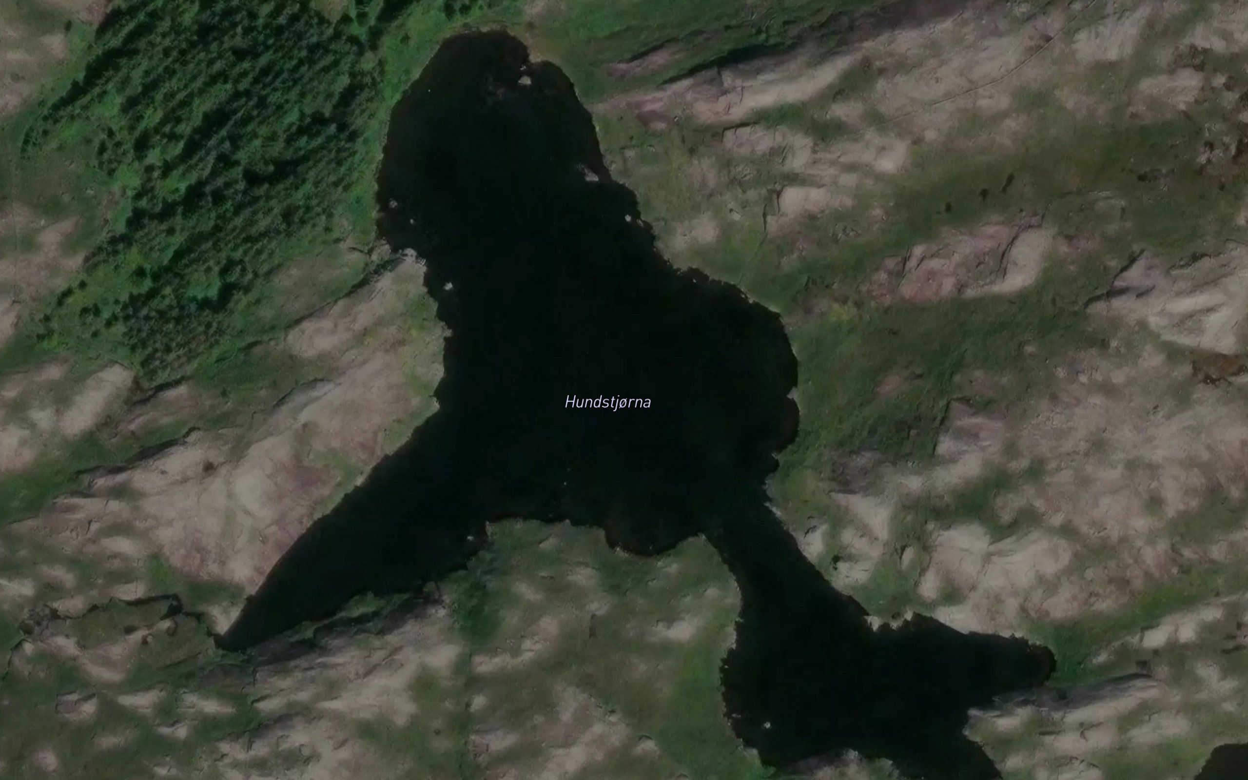 Hundstjorna