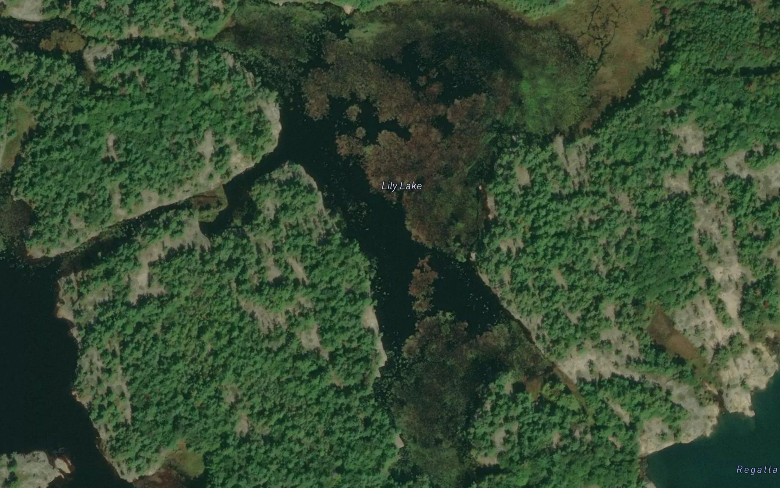 Lily Lake