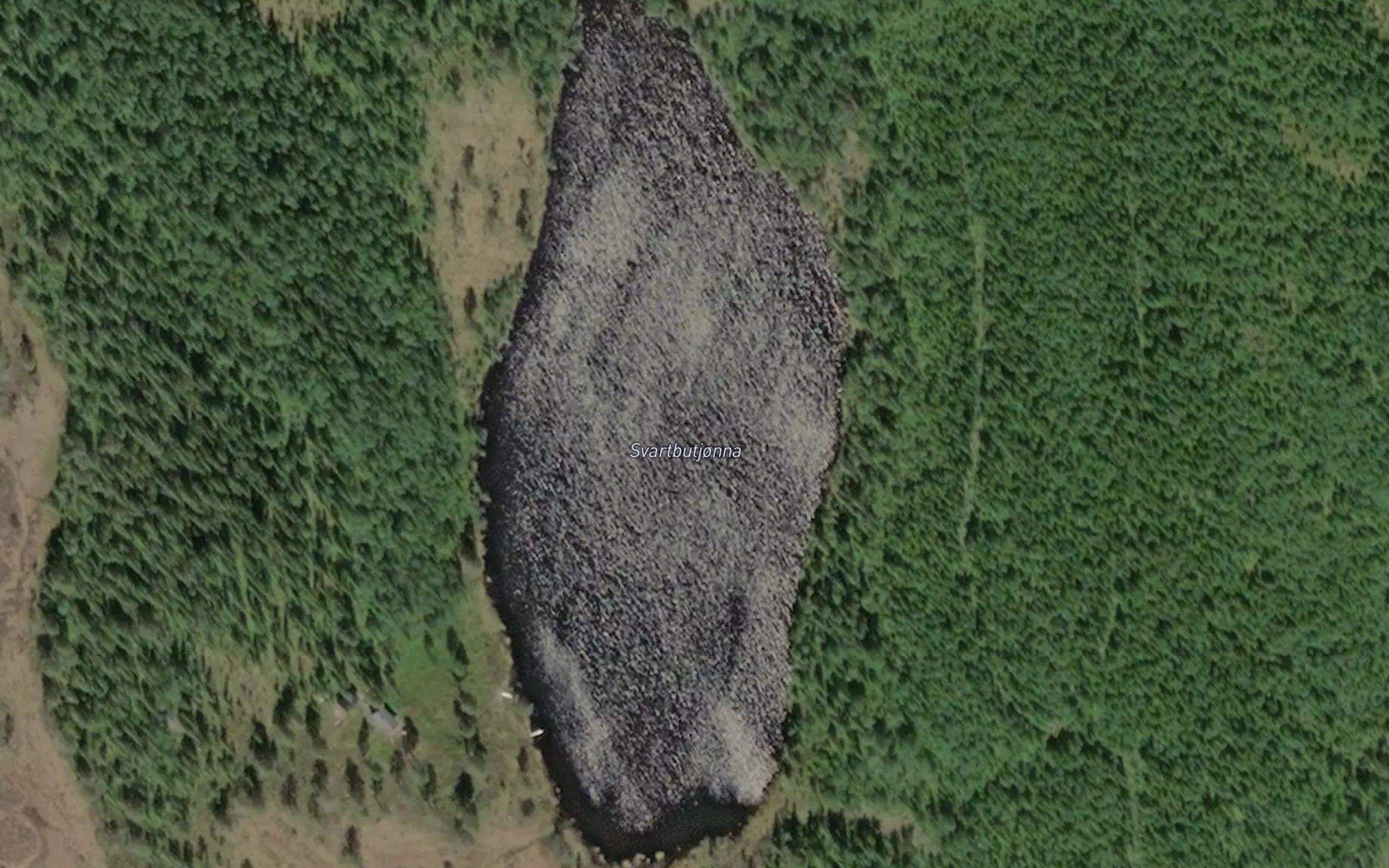 Svartbutjonna