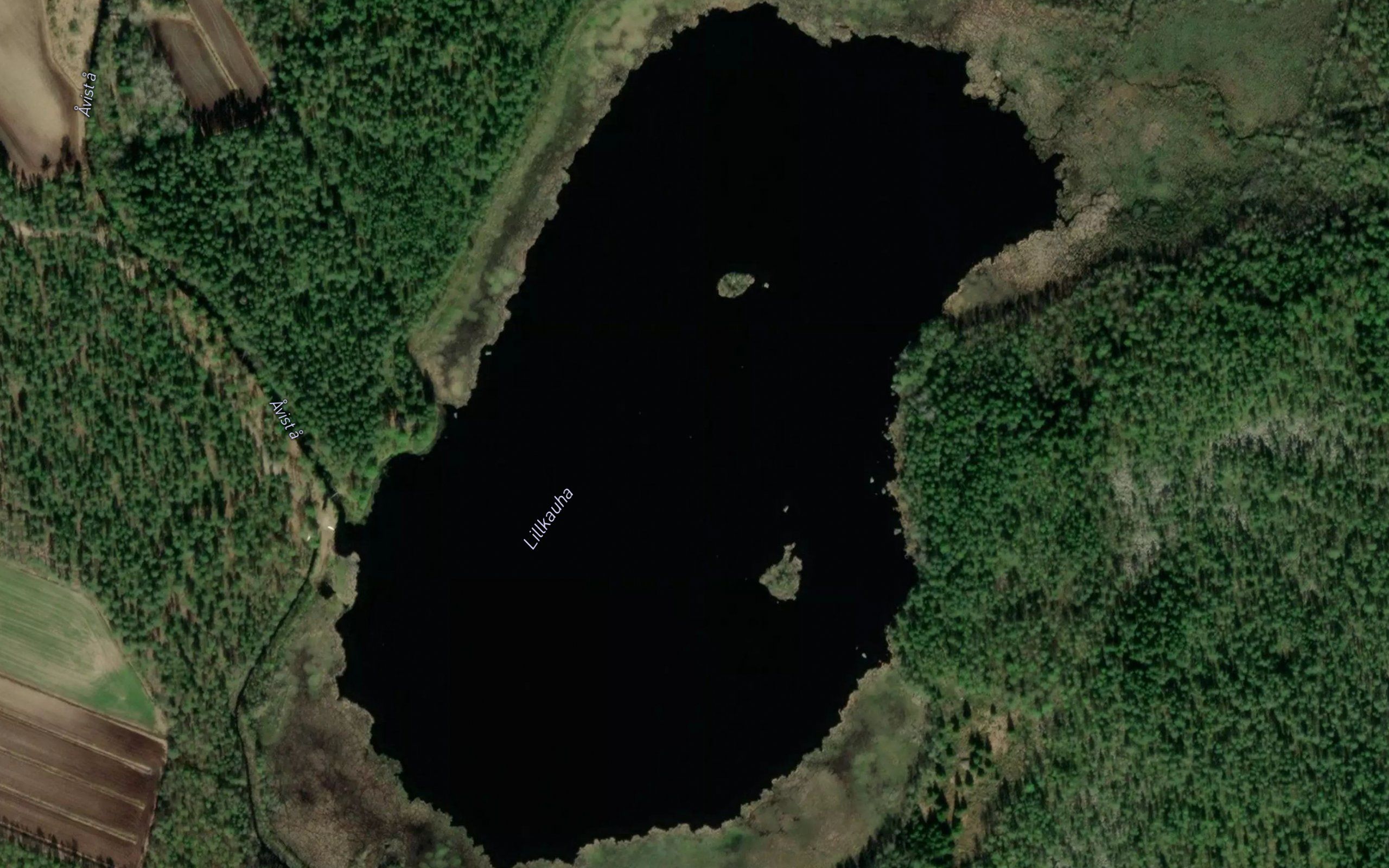 Lillkauha
