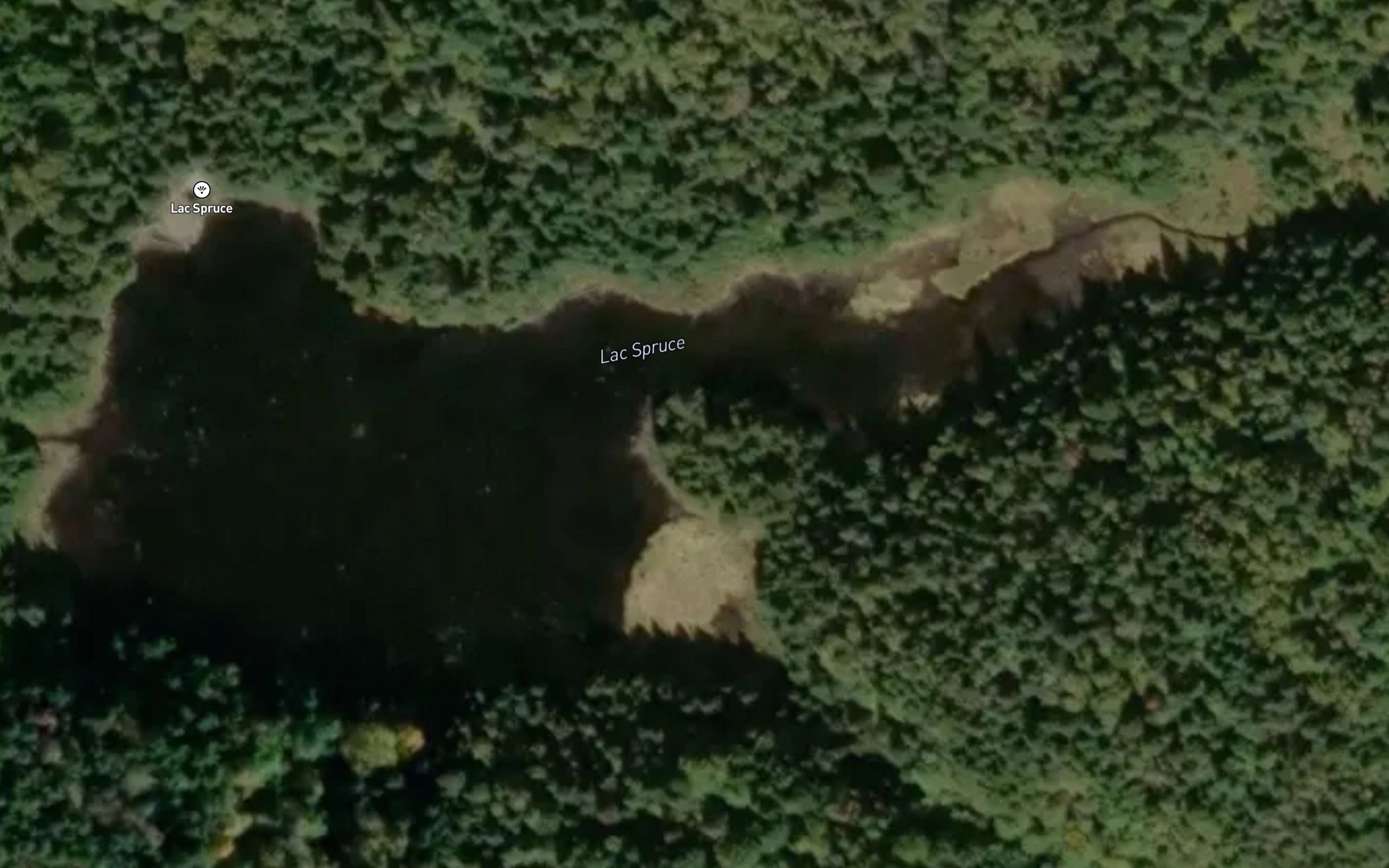 Lac Spruce