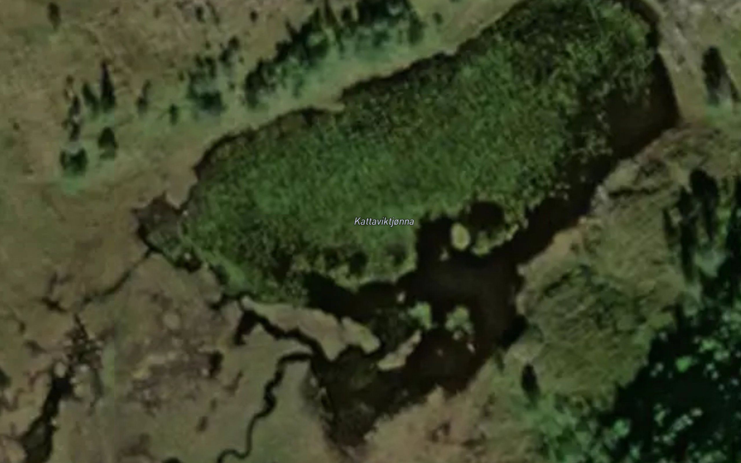 Kattaviktjorna