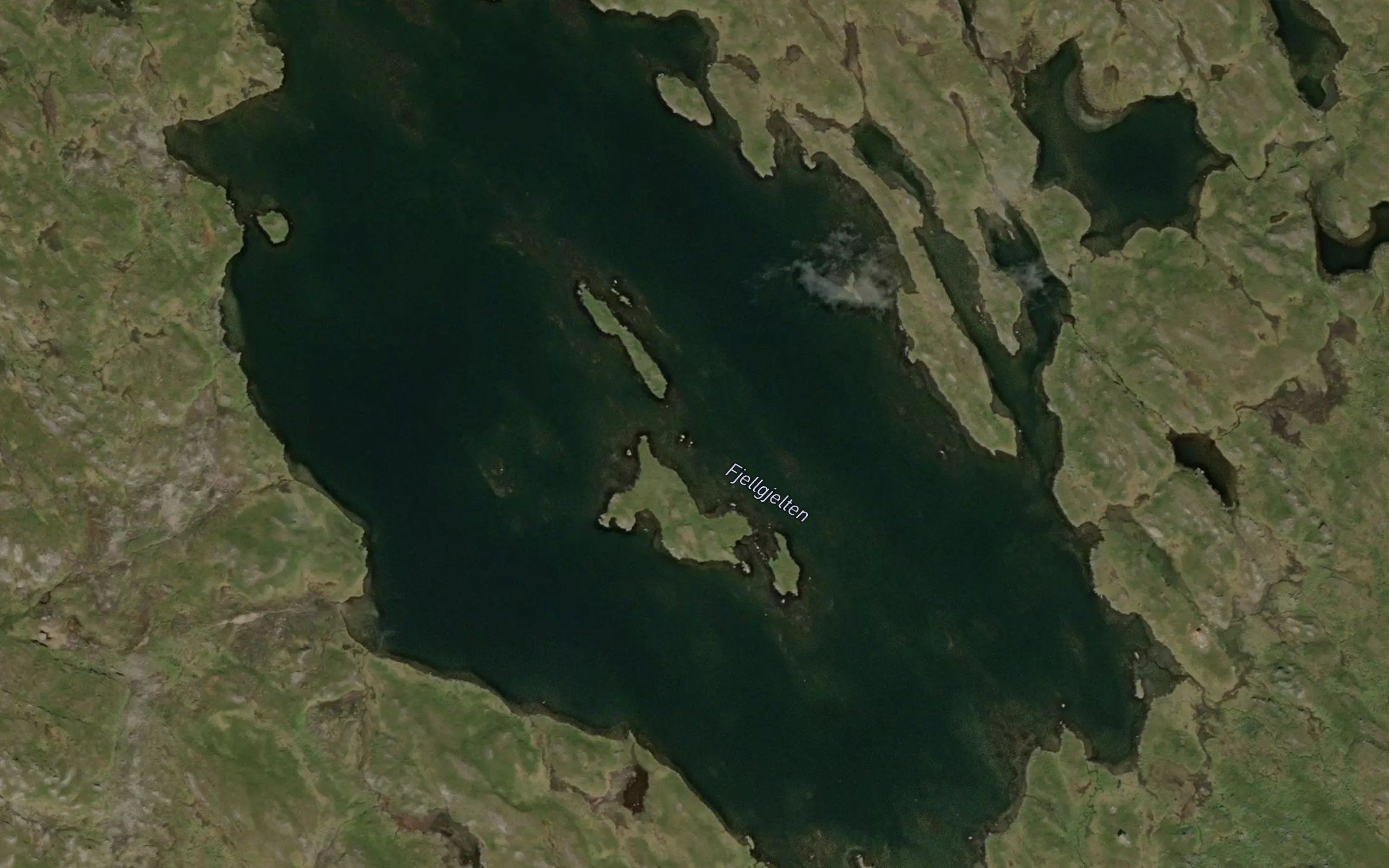 Fjellgjelten