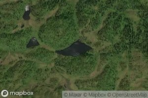 Skogstjorna