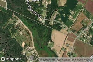 Little Juniper Branch