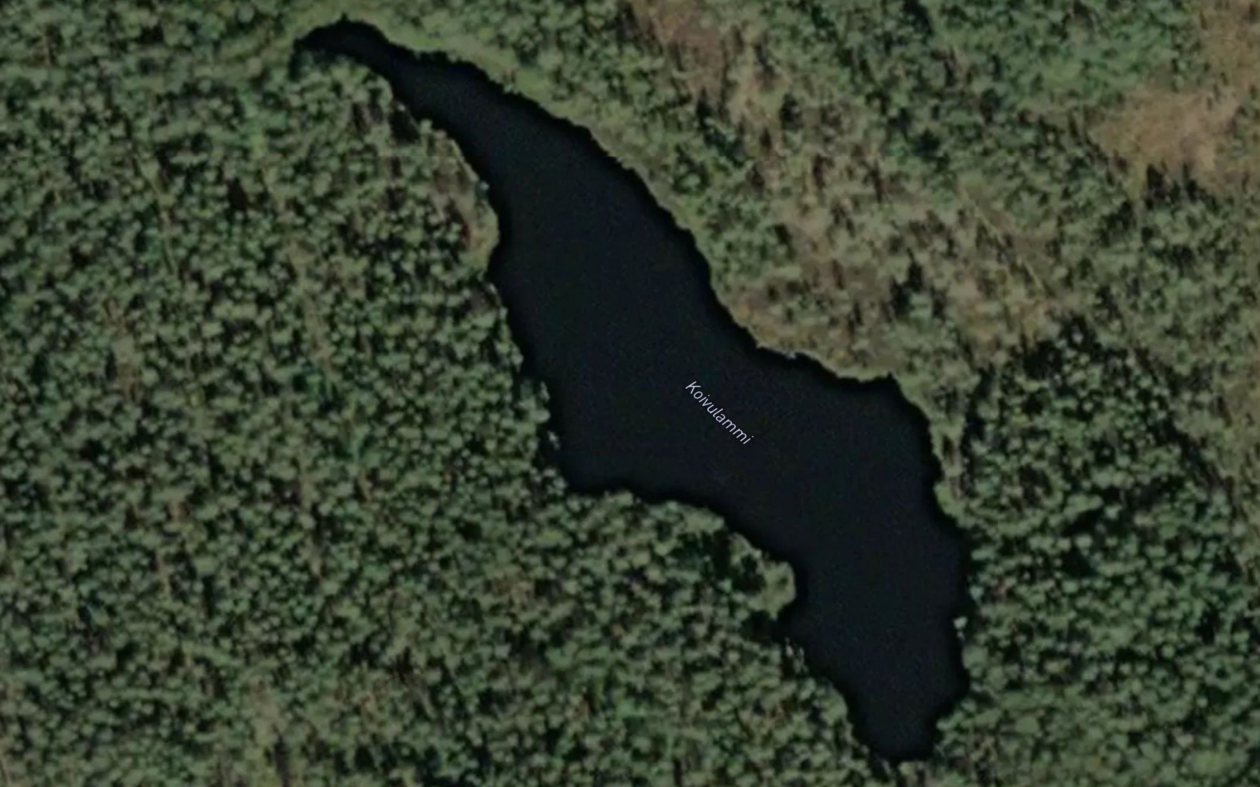 Koivulammi