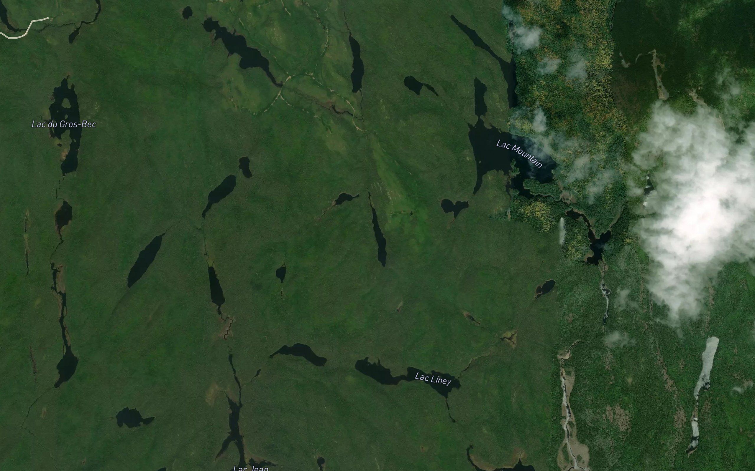 Lac Jack Pine