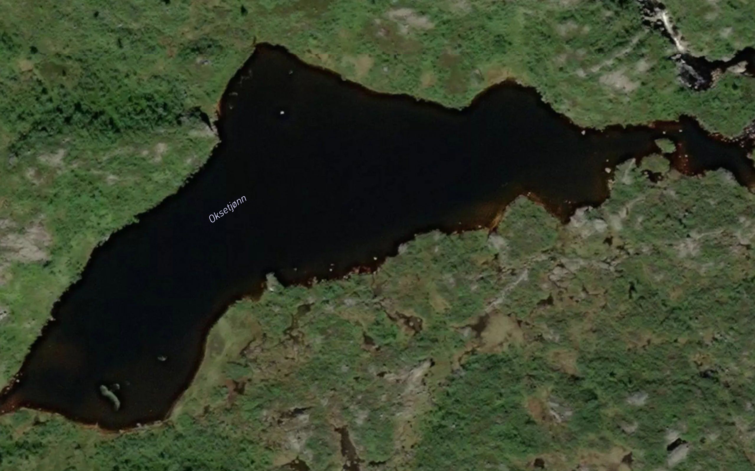 Oksetjorn