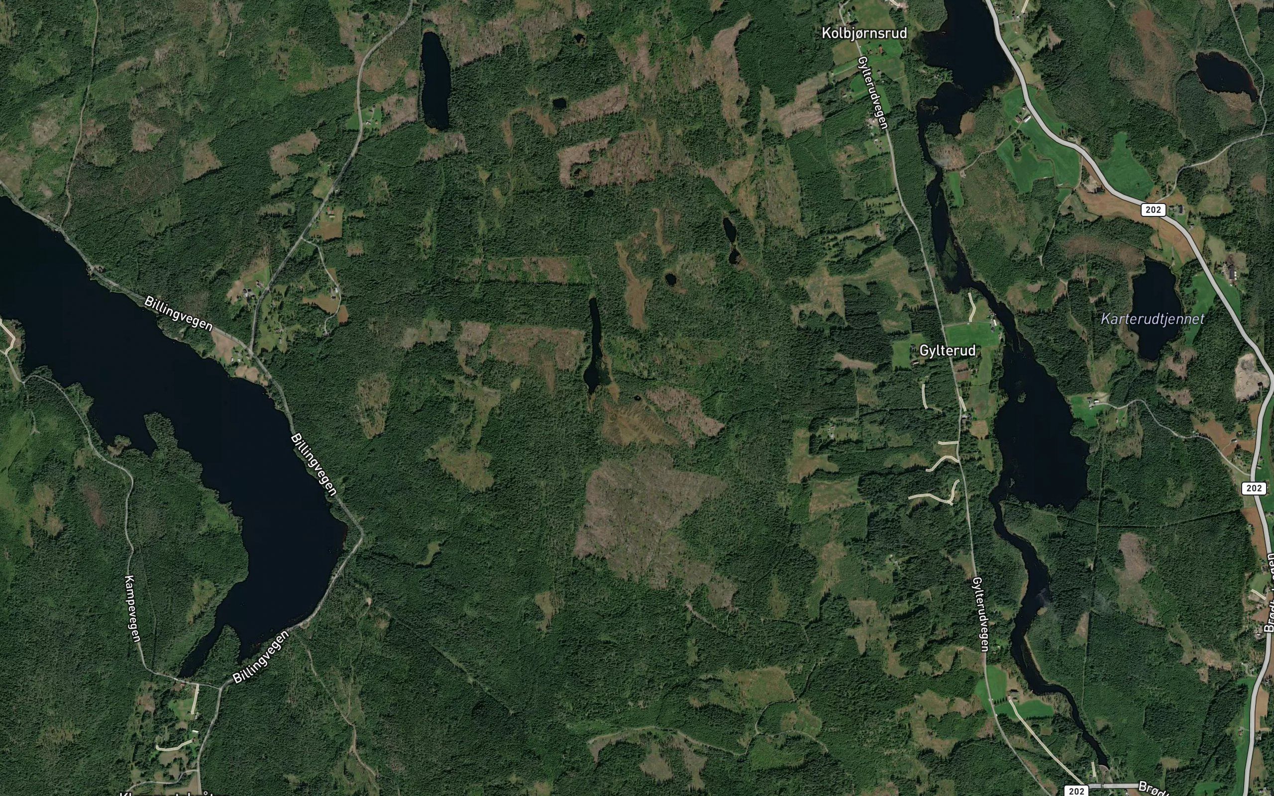 Hundetjern