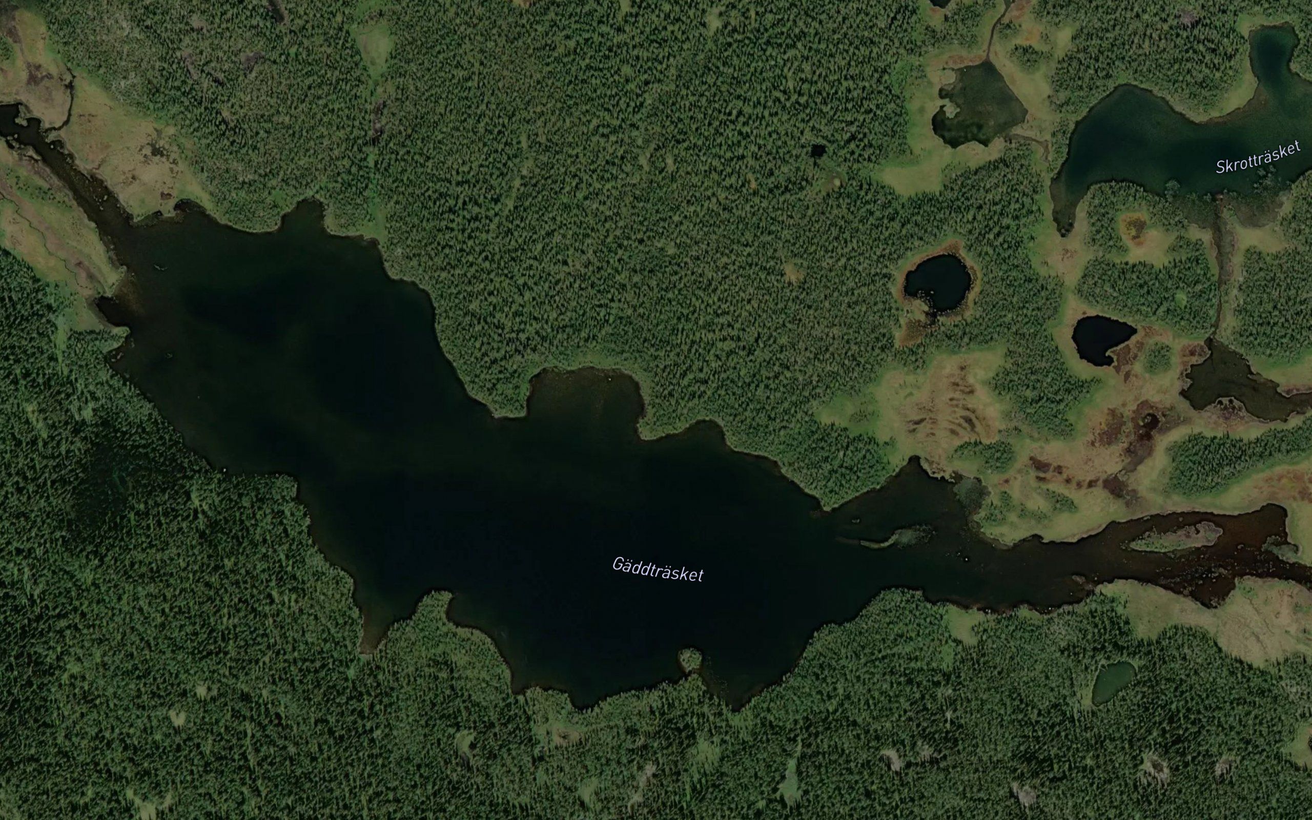 Gaeddtraesket