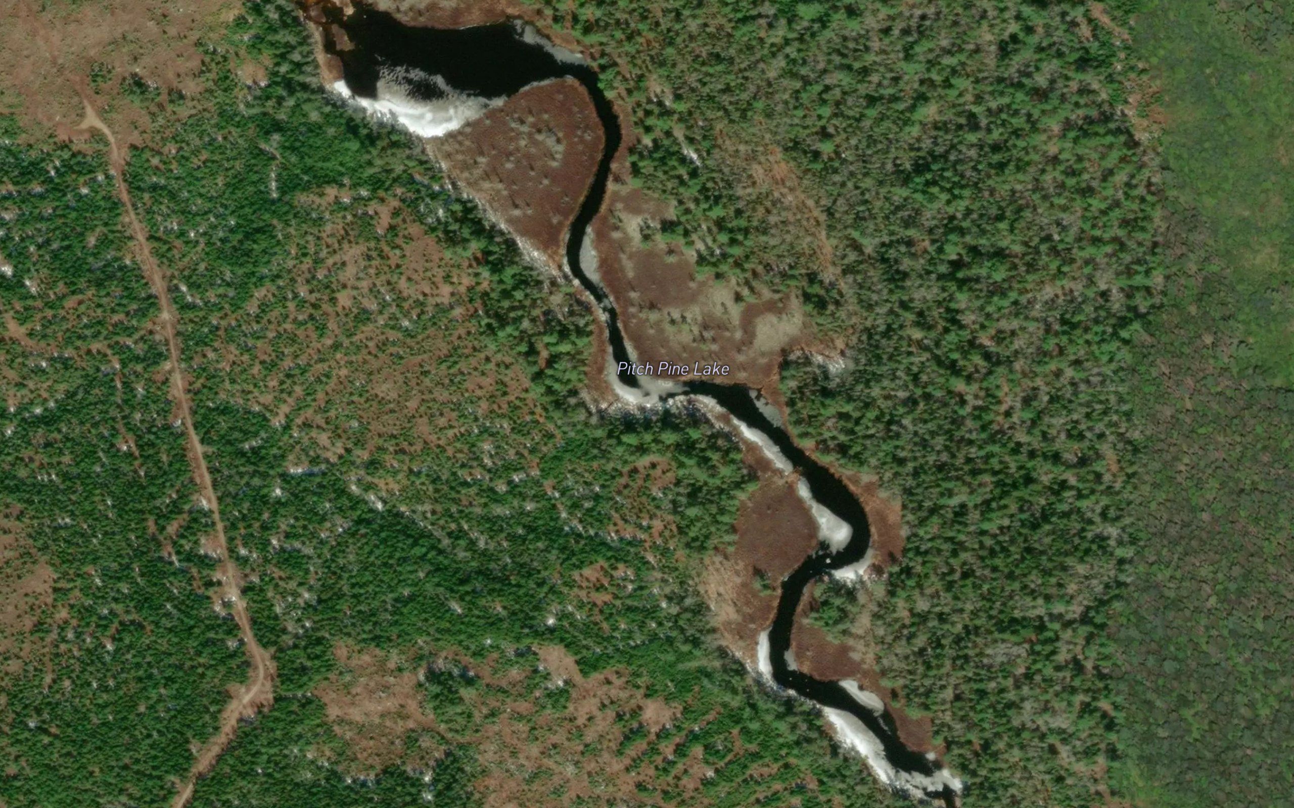 Pitch Pine Lake