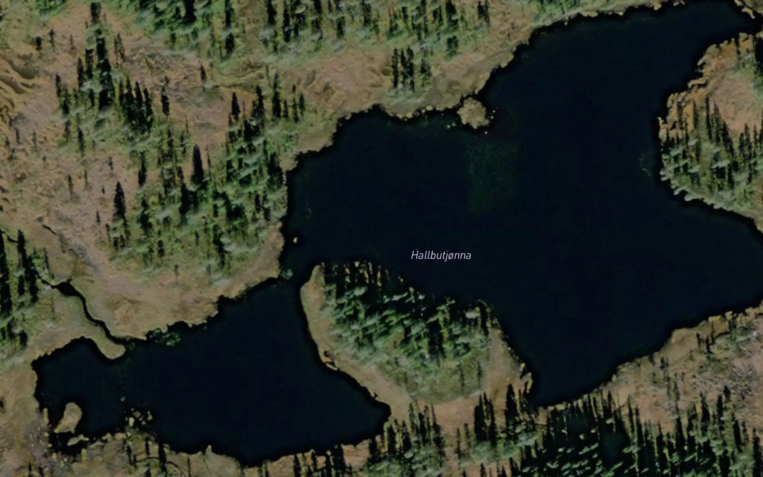 Hallbutjorna
