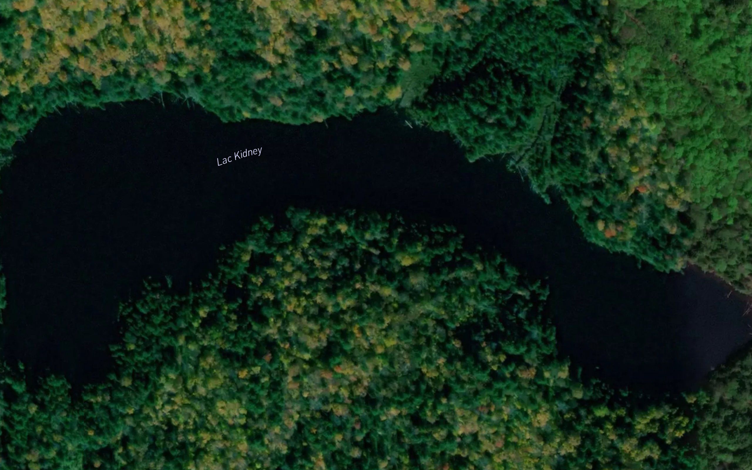 Lac Kidney