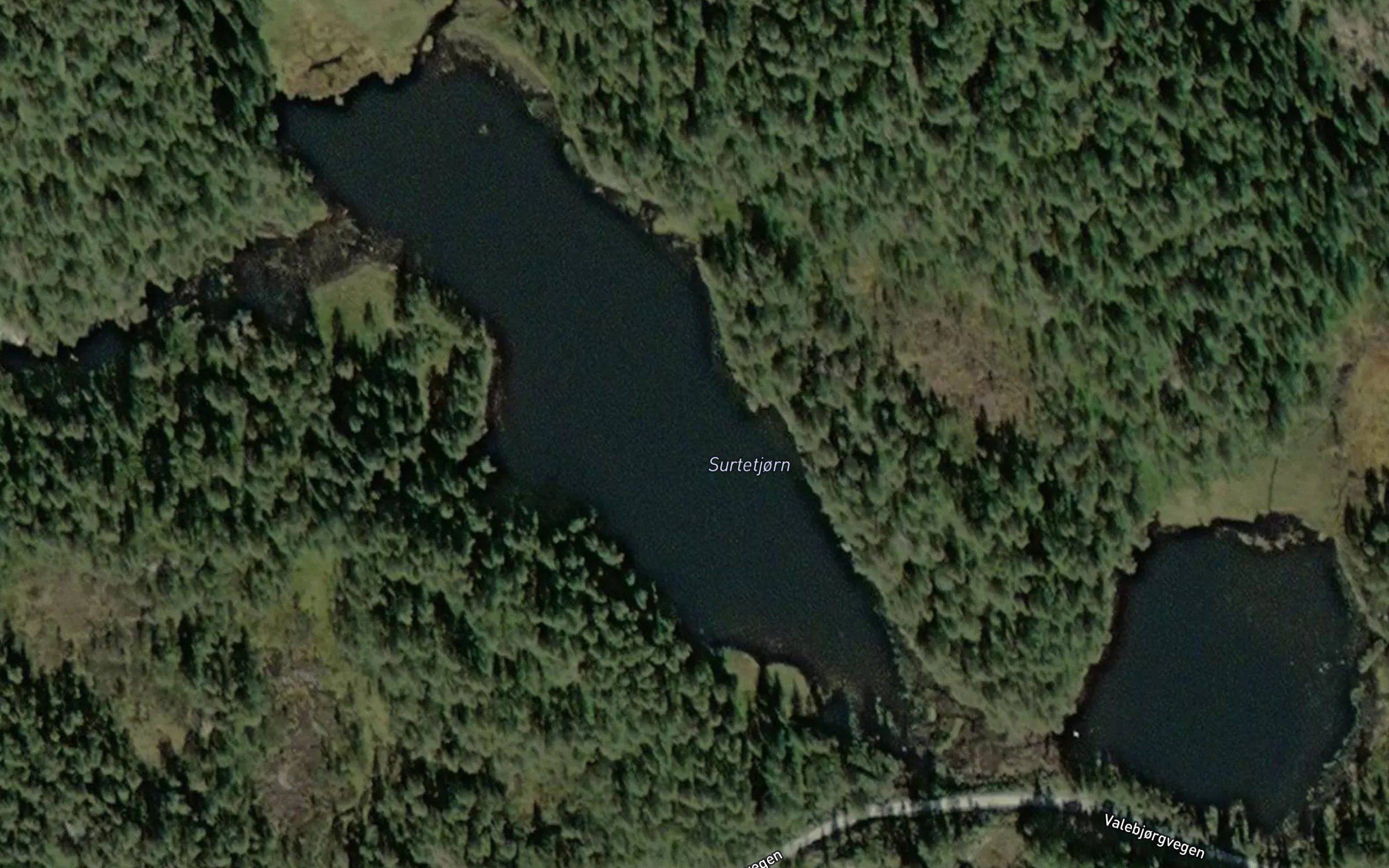 Surtetjorn