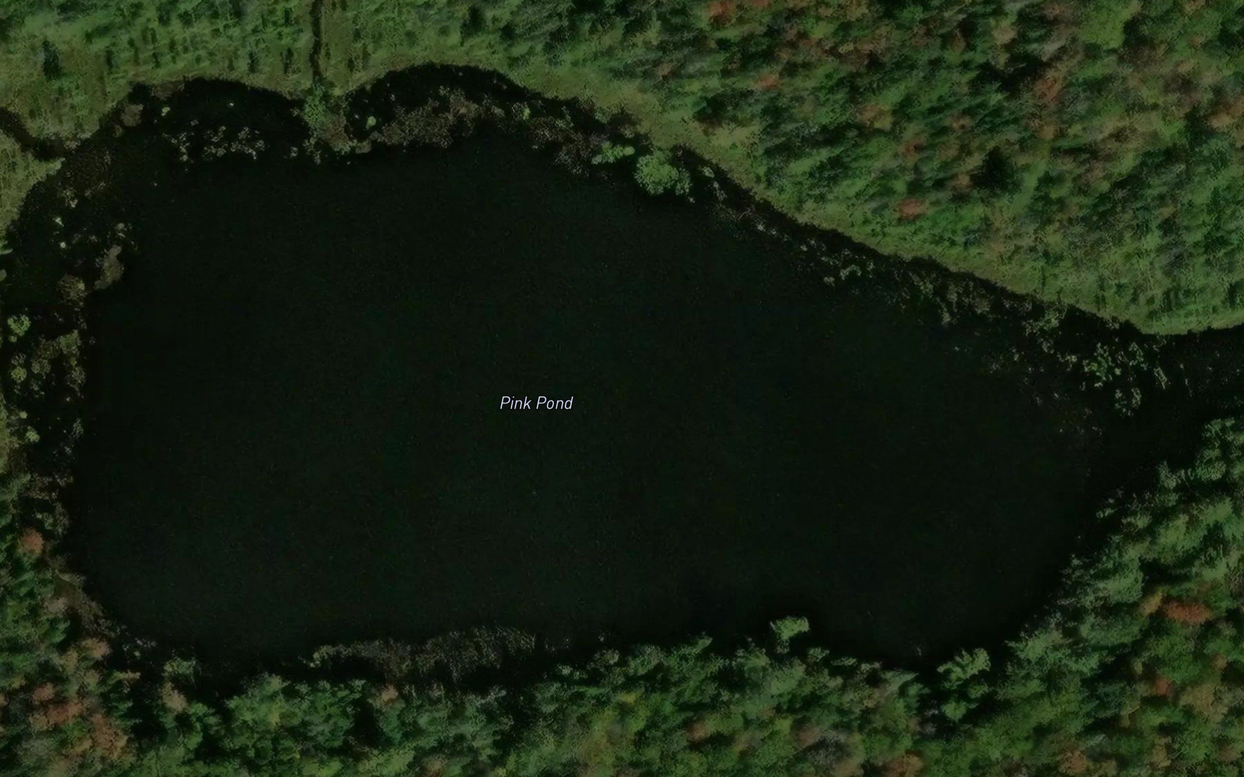 Pink Pond