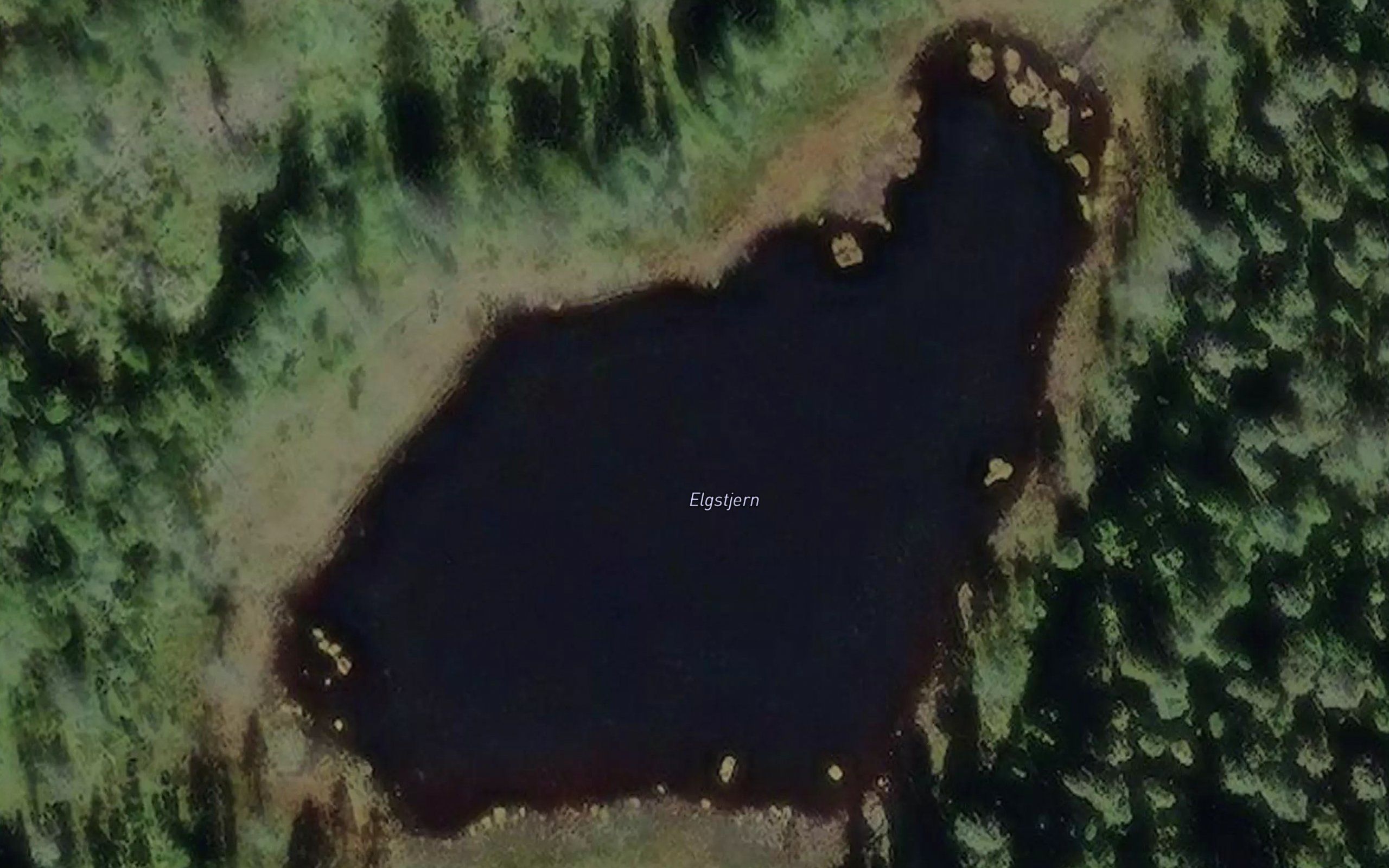 Elgtjern