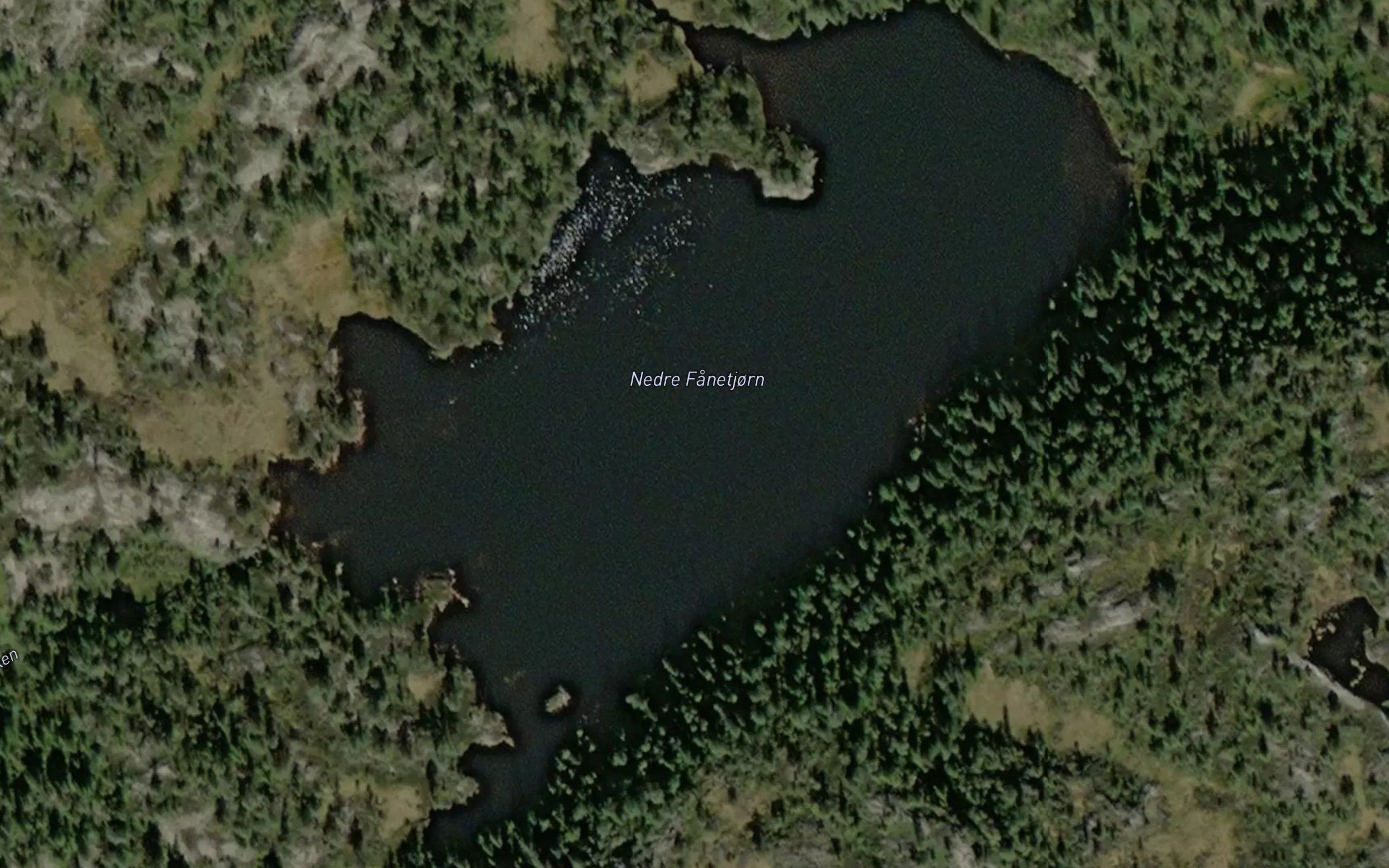 Fanetjorn