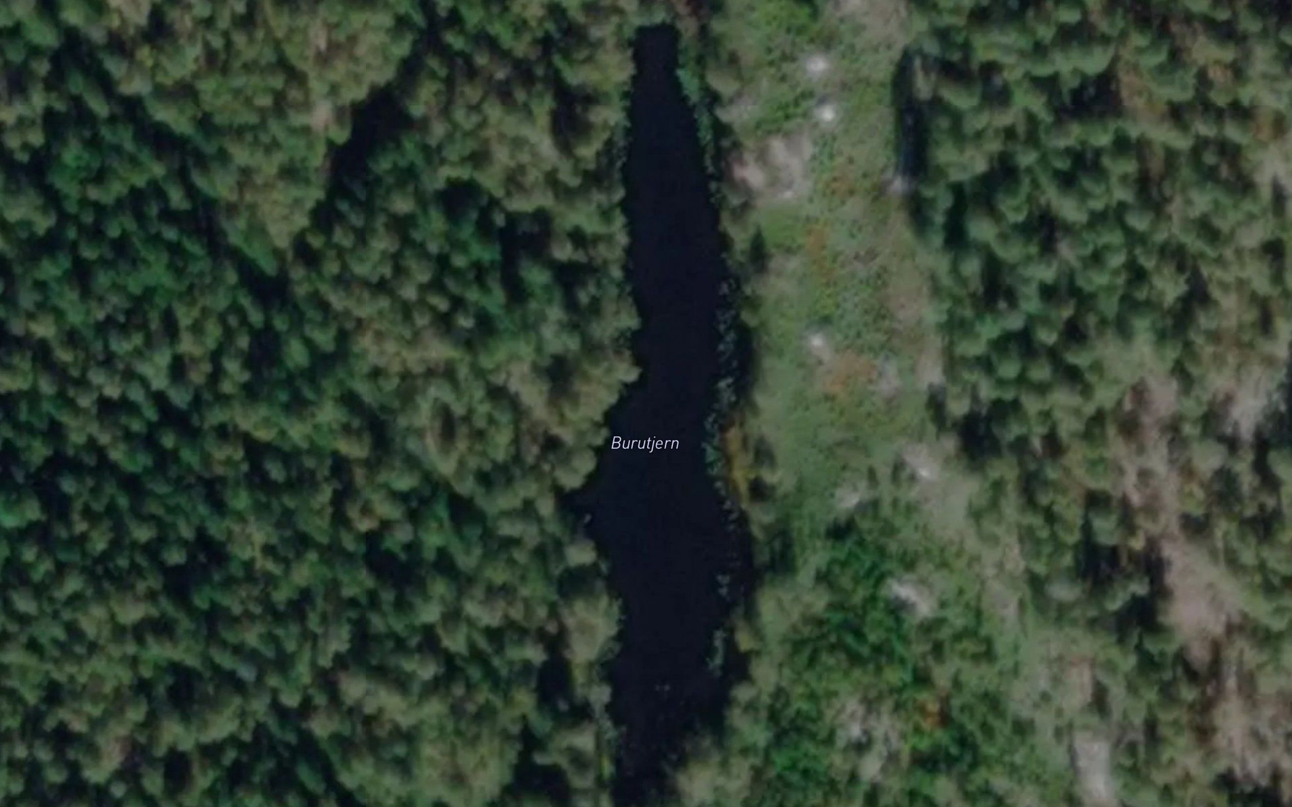 Burutjern