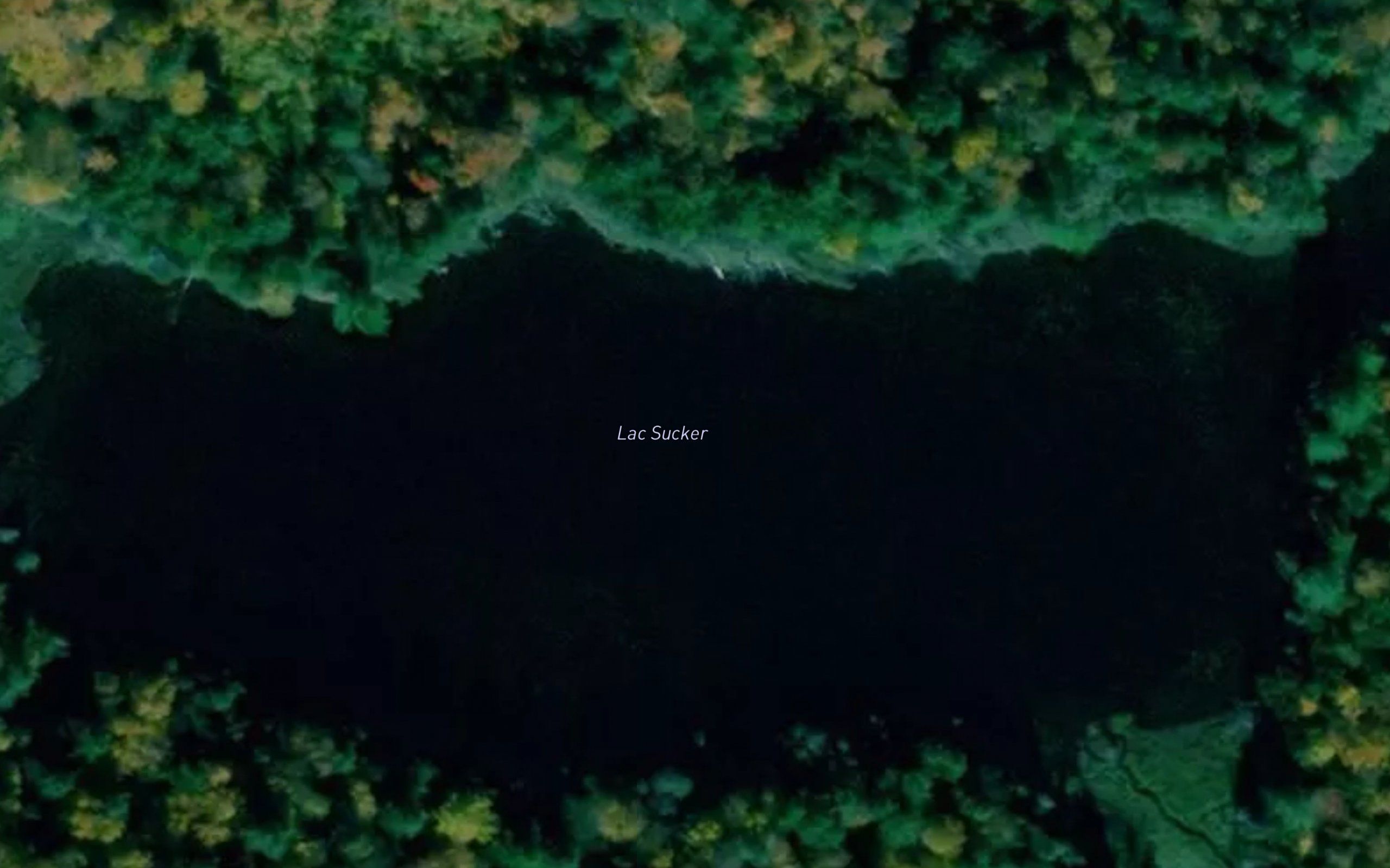 Lac Sucker