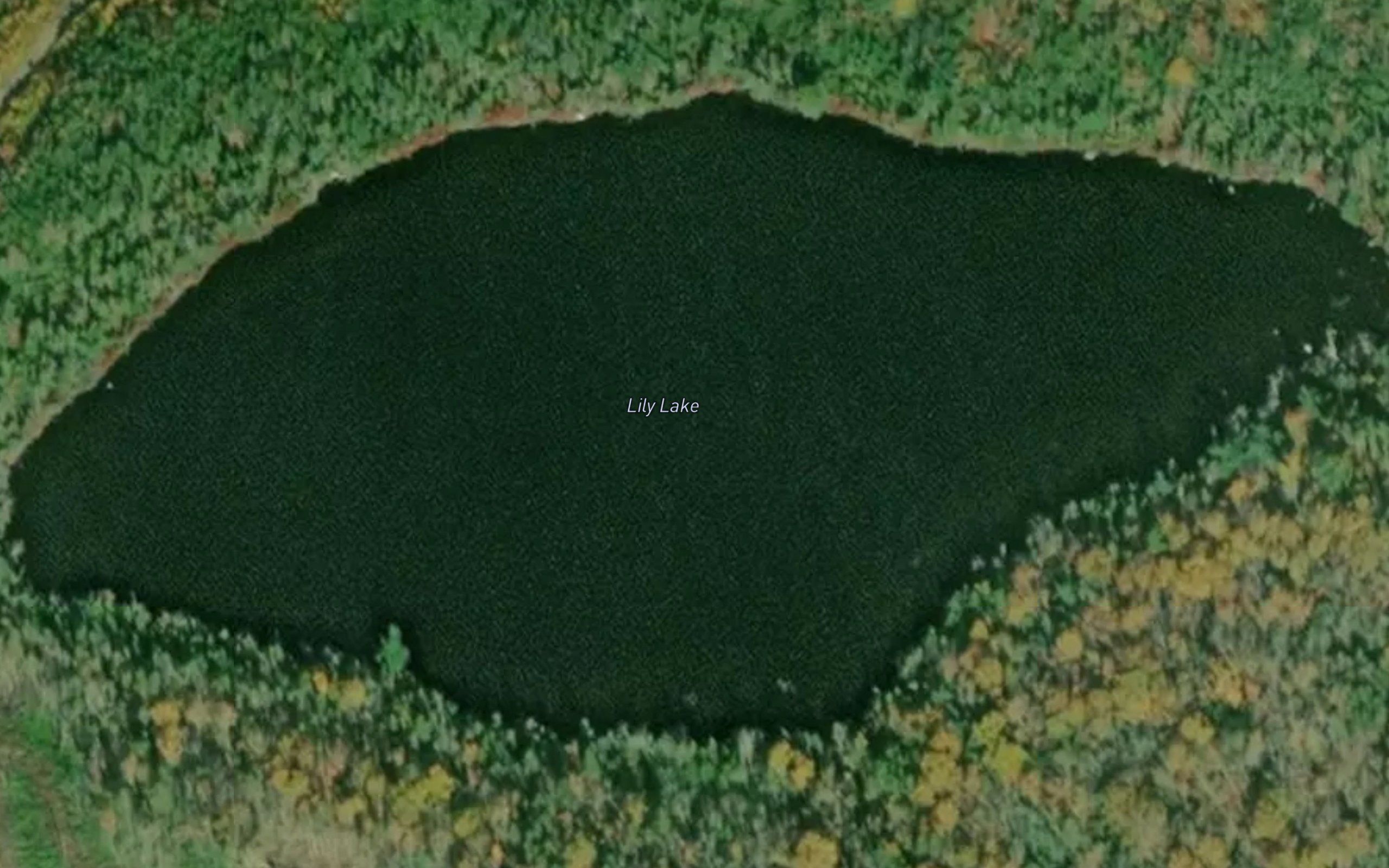Lily Lake