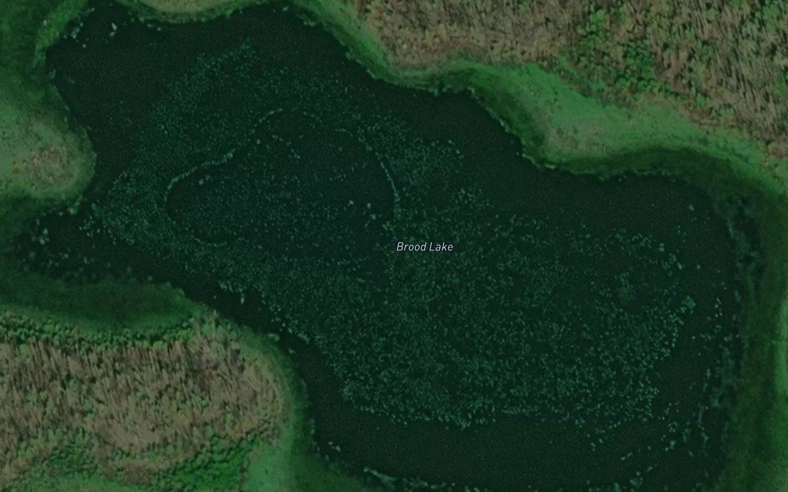 Brood Lake