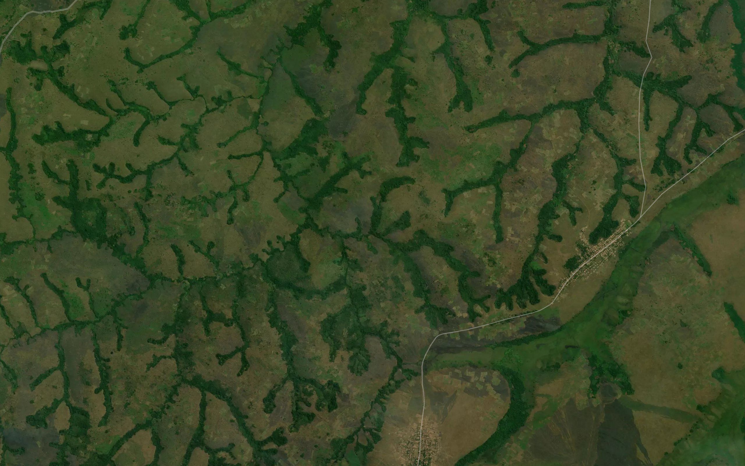 Guya