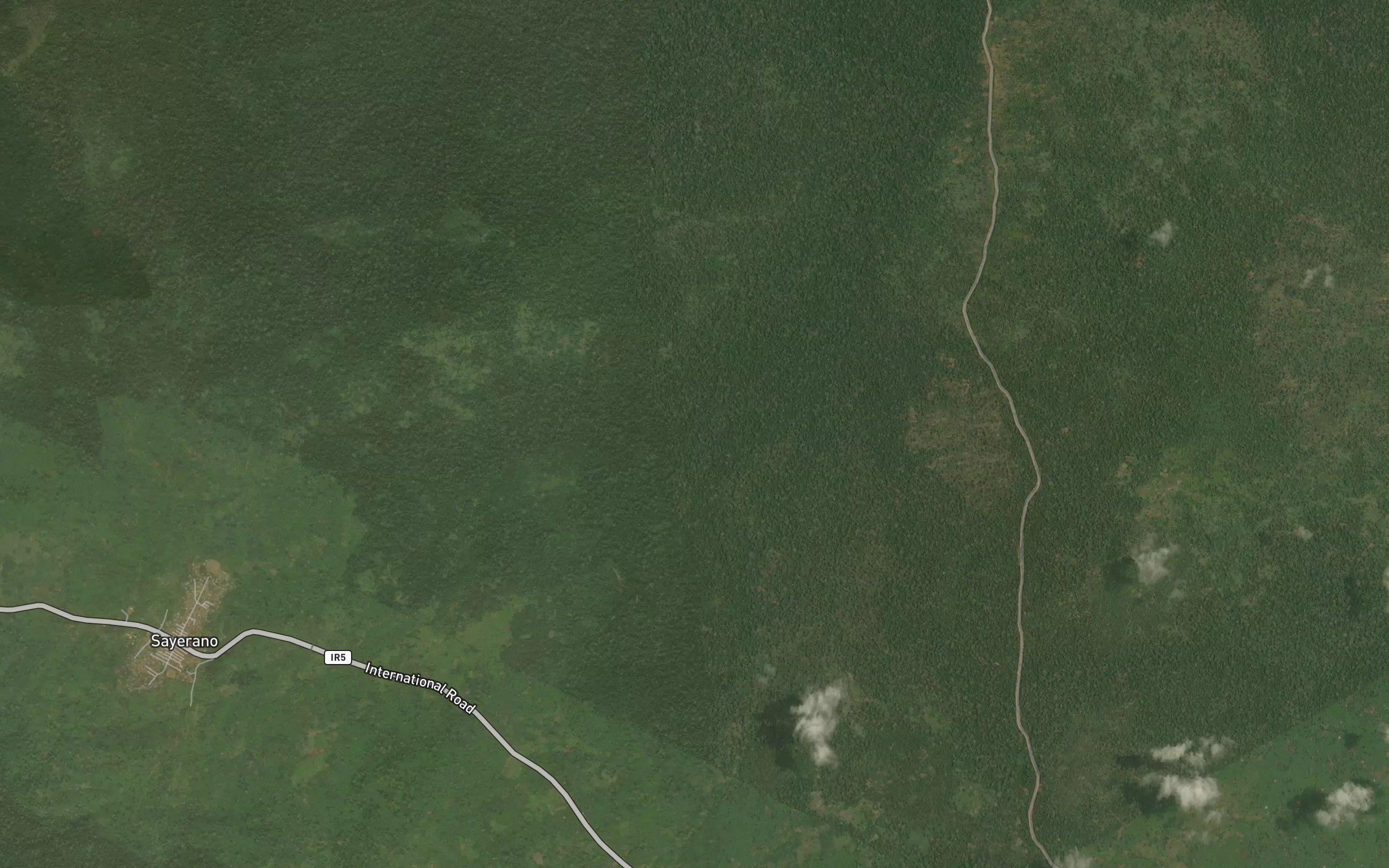 Pachuwisua